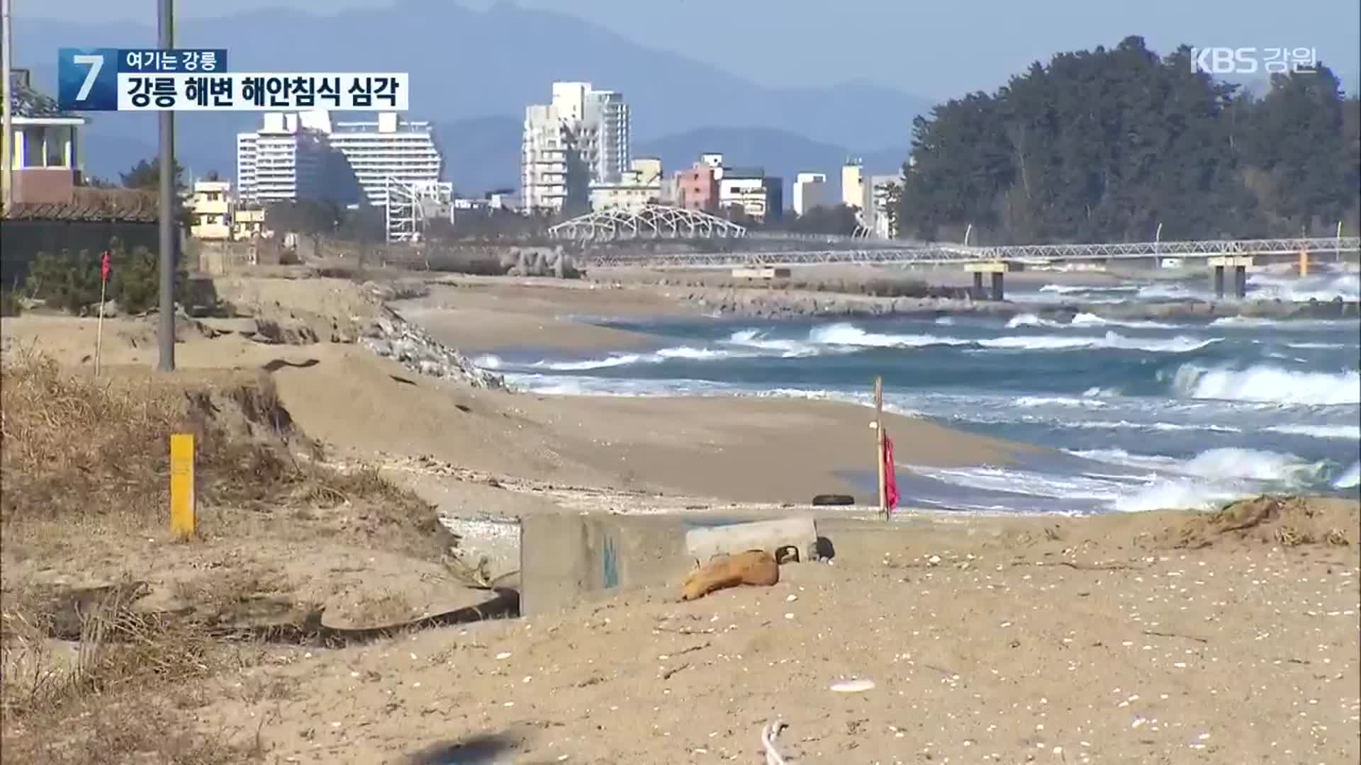[여기는 강릉] 해안사구 침식 심각…대책 시급