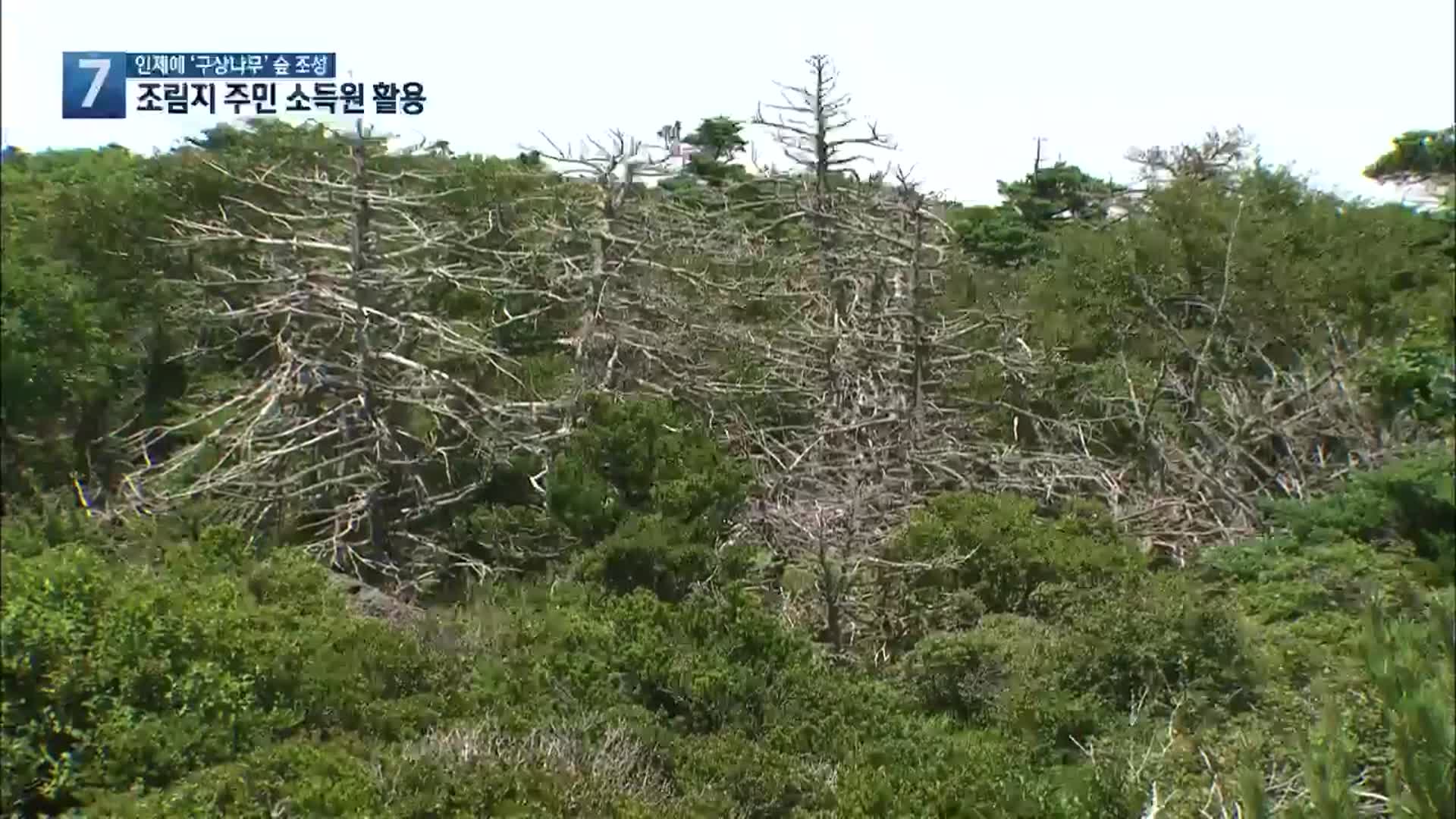 인제에 멸종위기종 ‘구상나무’ 숲 만들어…1석 2조 효과