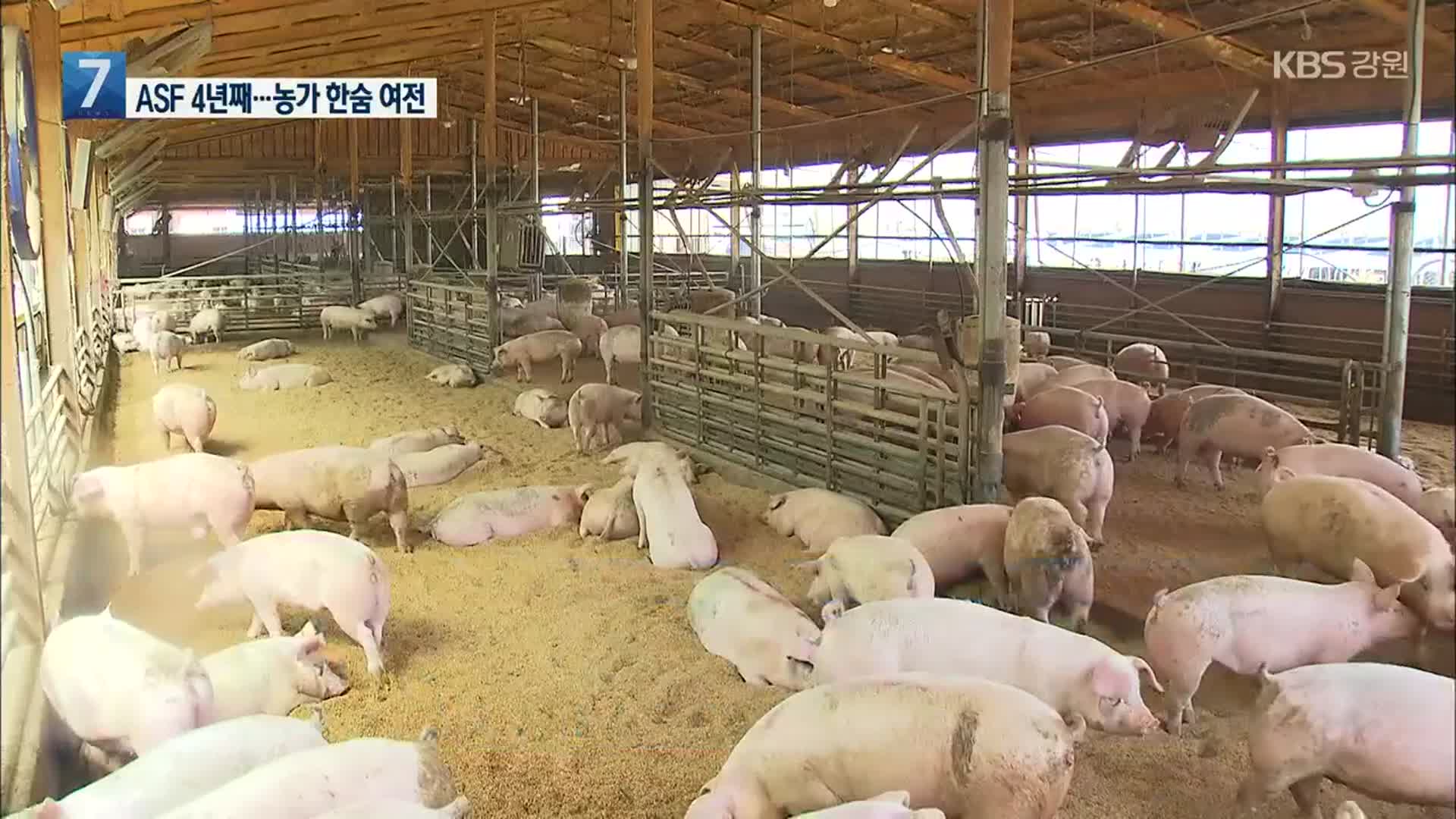 “한 마리 생산비 17% 상승”…양돈농가 숨통 언제 트이나