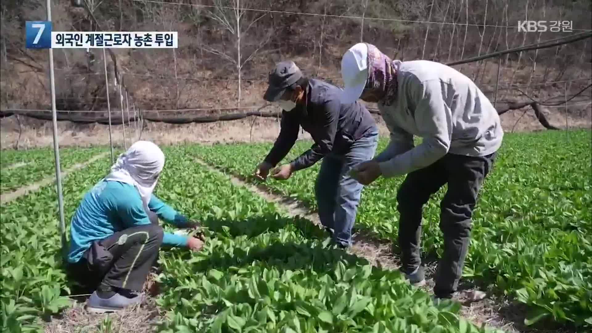 [포착! 현장7] 외국인 계절근로자 농촌 투입