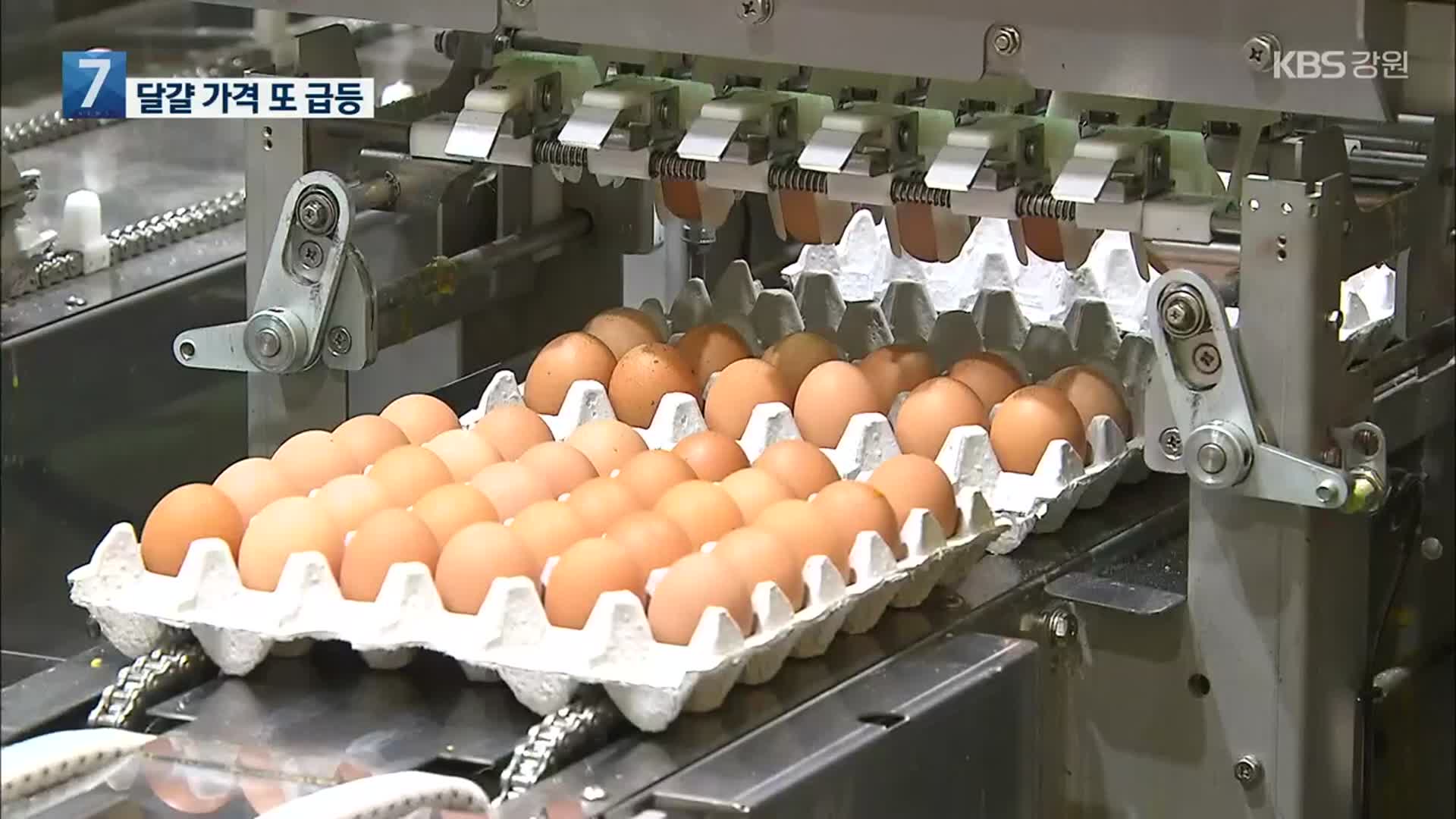 계란 가격 또 급등…식용유 가격도 꿈틀