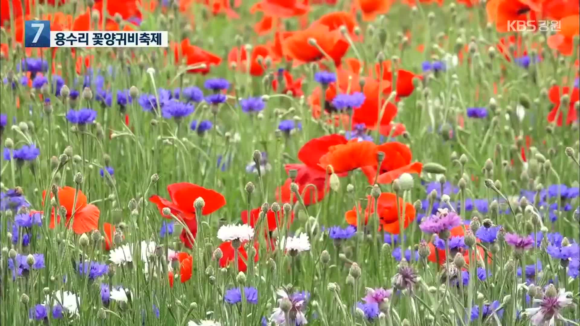 [포착! 현장7] 원주 용수리 꽃양귀비축제 개막