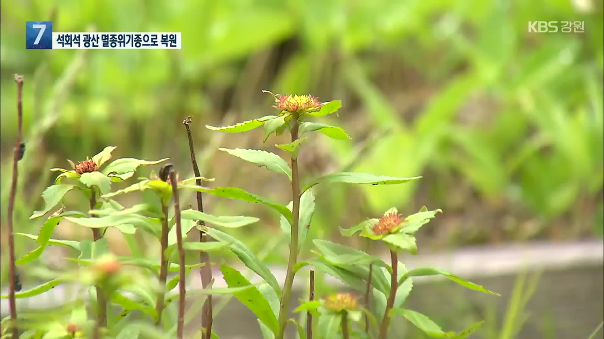 [여기는 강릉] 석회석 광산…멸종위기 야생식물로 복원