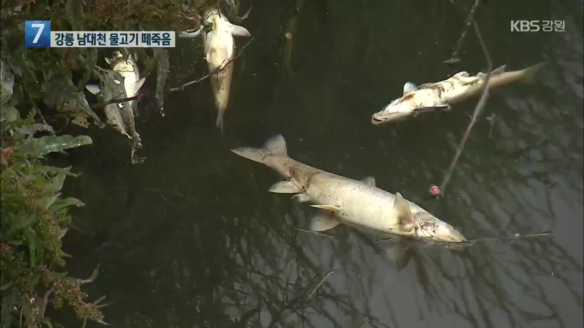 강릉 남대천 물고기 떼죽음…원인은?