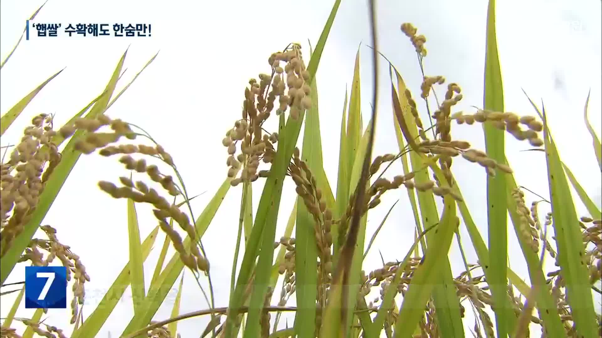 ‘햅쌀’ 가격도 하락…수확해도 한숨만!