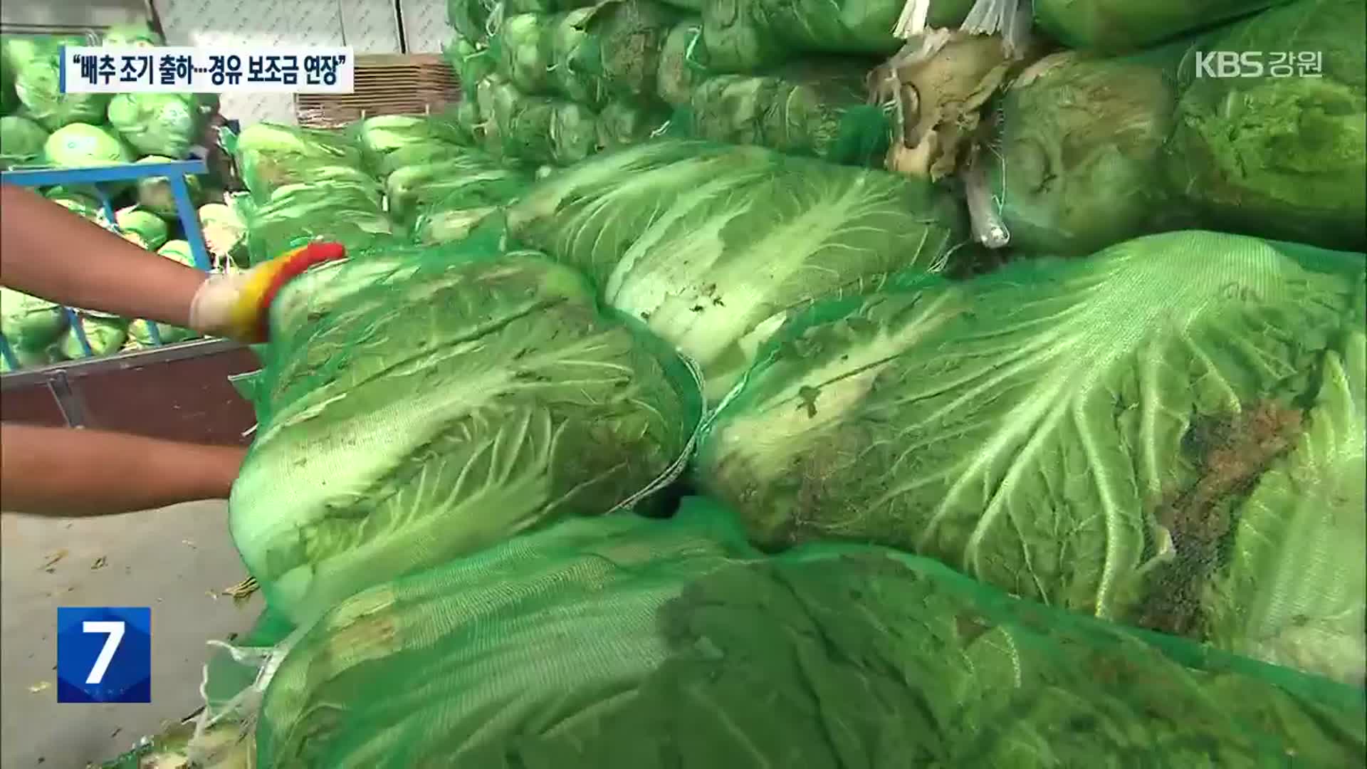 정부 고물가 대응 “배추 조기 출하…경유 보조금 연장”