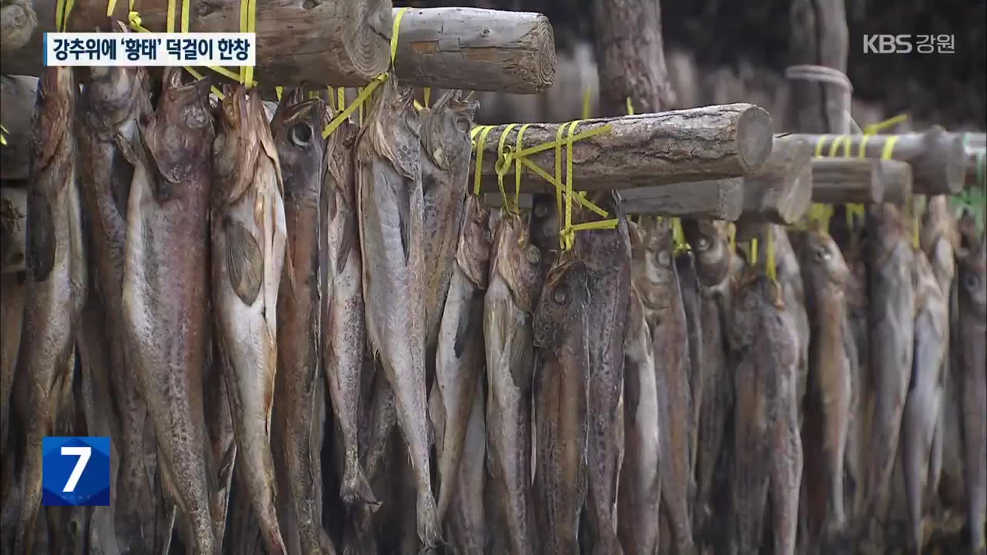 “강추위가 빚은 별미 황태”…황태 덕걸이 작업 한창