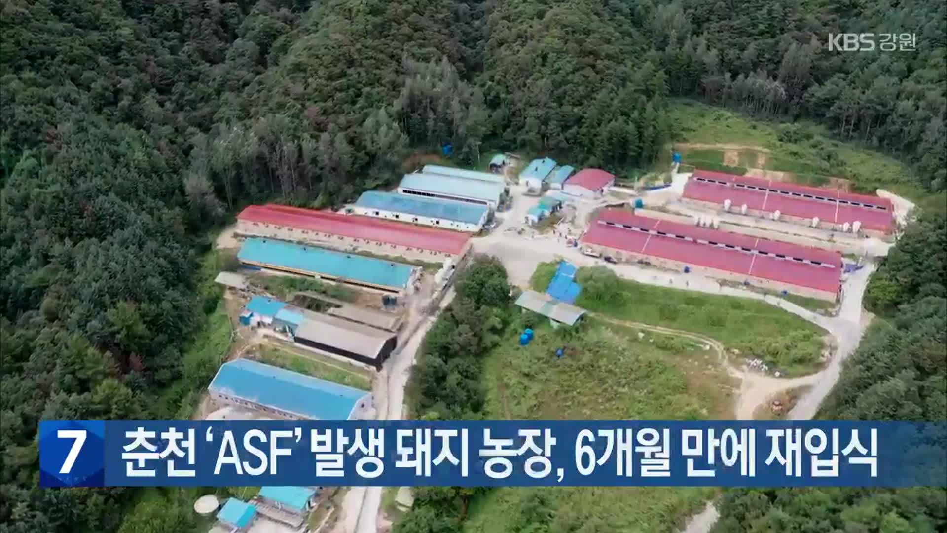 춘천 ‘ASF’ 발생 돼지 농장, 6개월 만에 재입식