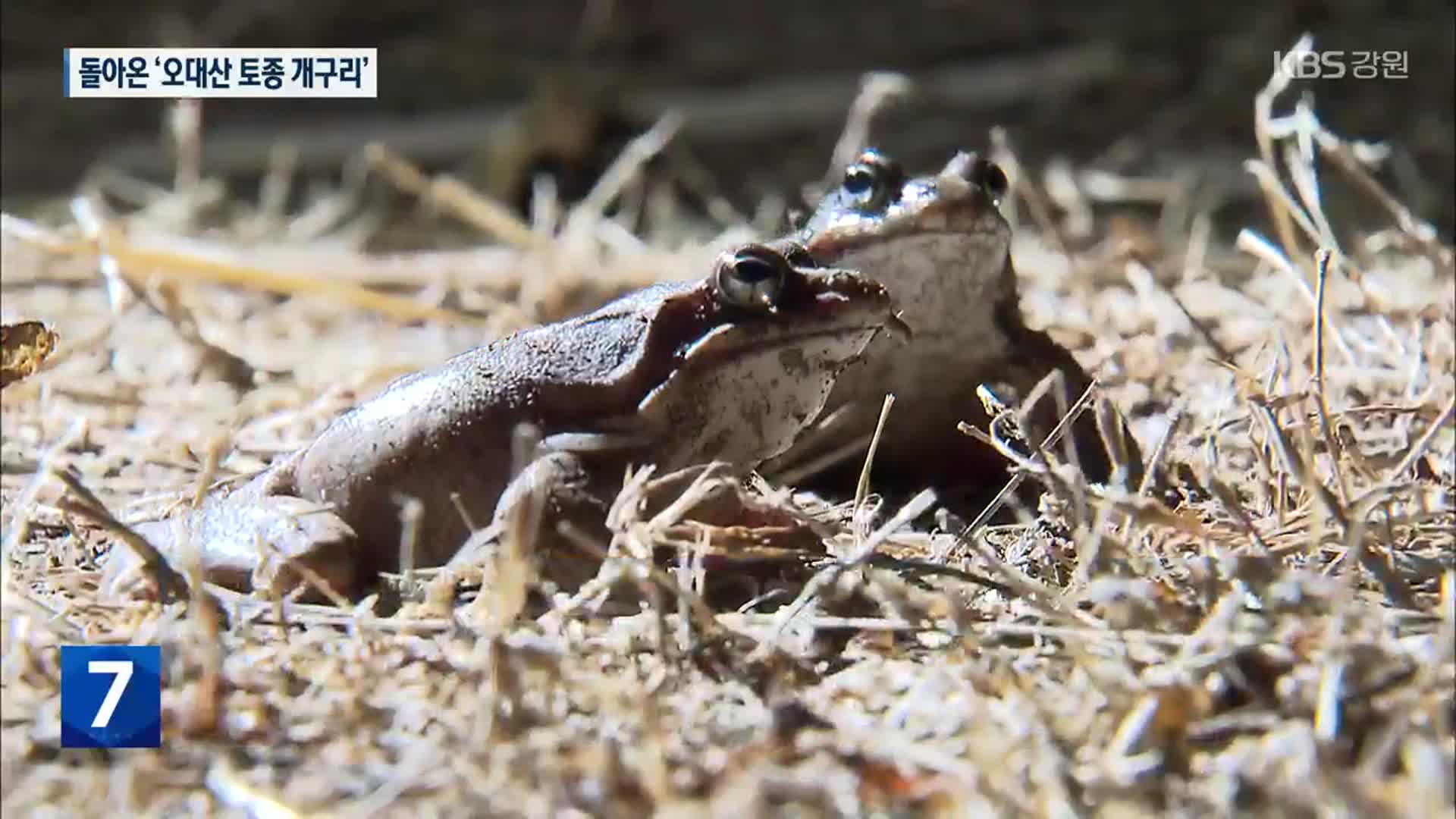 돌아온 봄 손님 ‘오대산 토종 개구리’