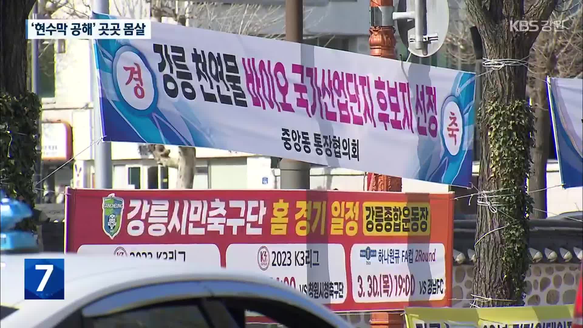 ‘현수막 공해’…강릉 도심, 관광지 곳곳 몸살