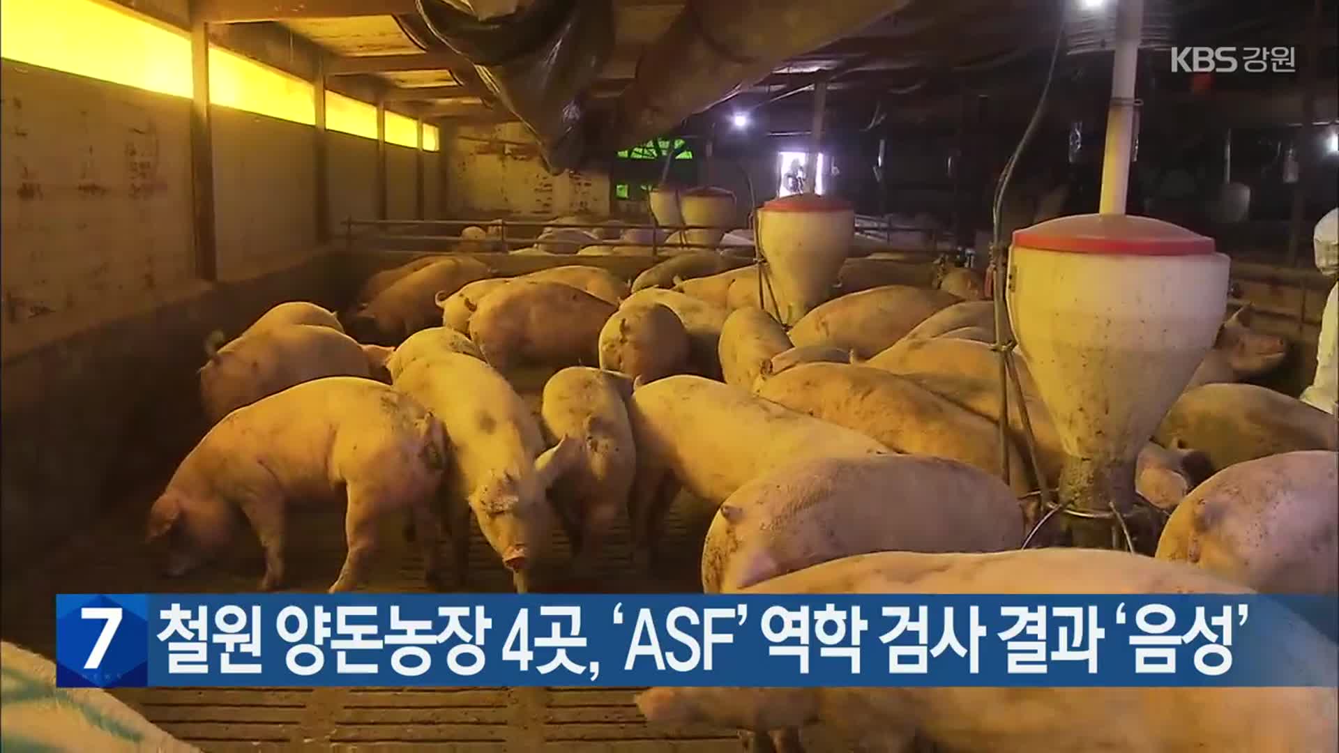 철원 양돈농장 4곳, ‘ASF’ 역학 검사 결과 ‘음성’