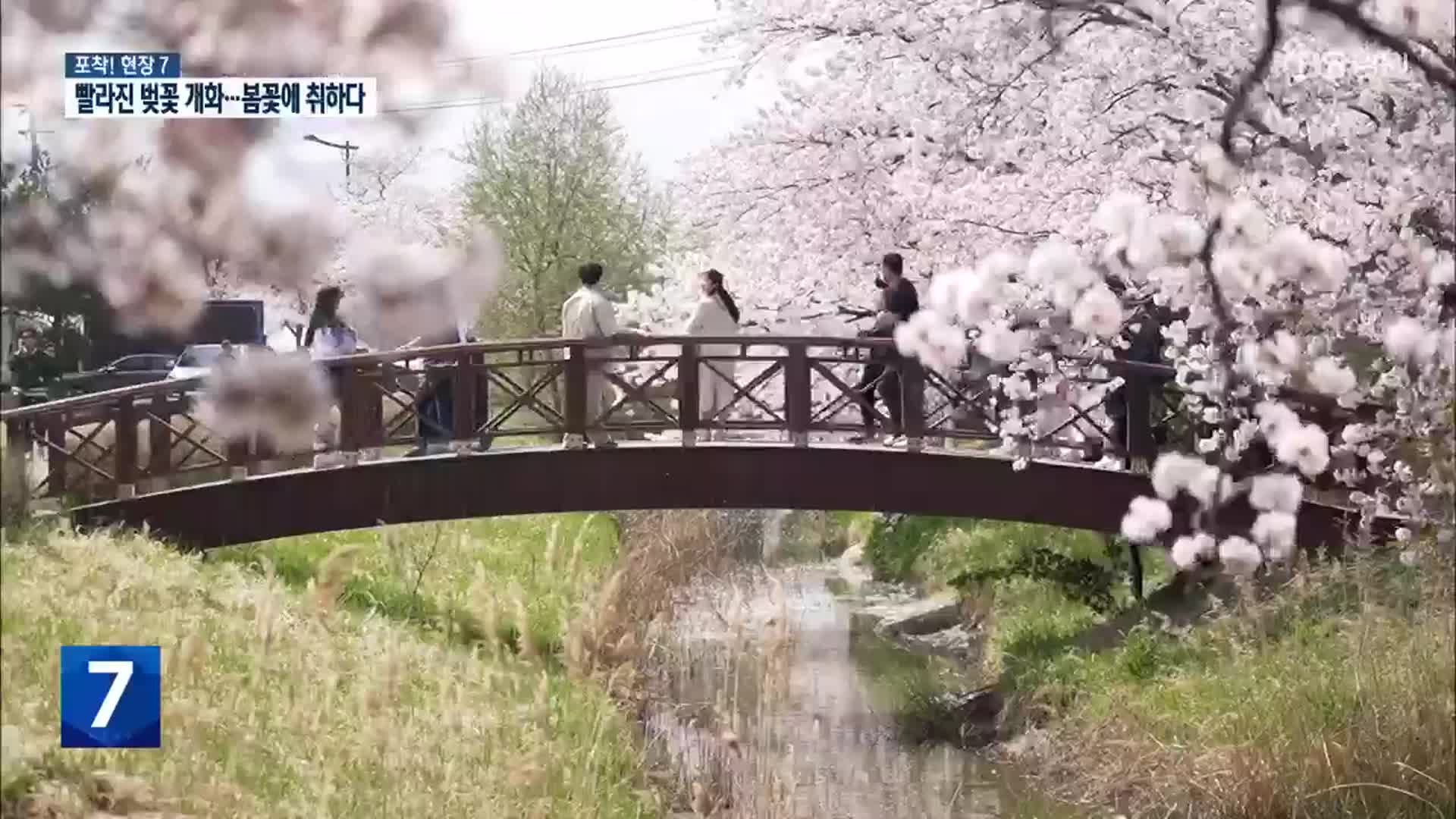 [포착! 현장7] 빨라진 벚꽃 개화…봄에 취하다