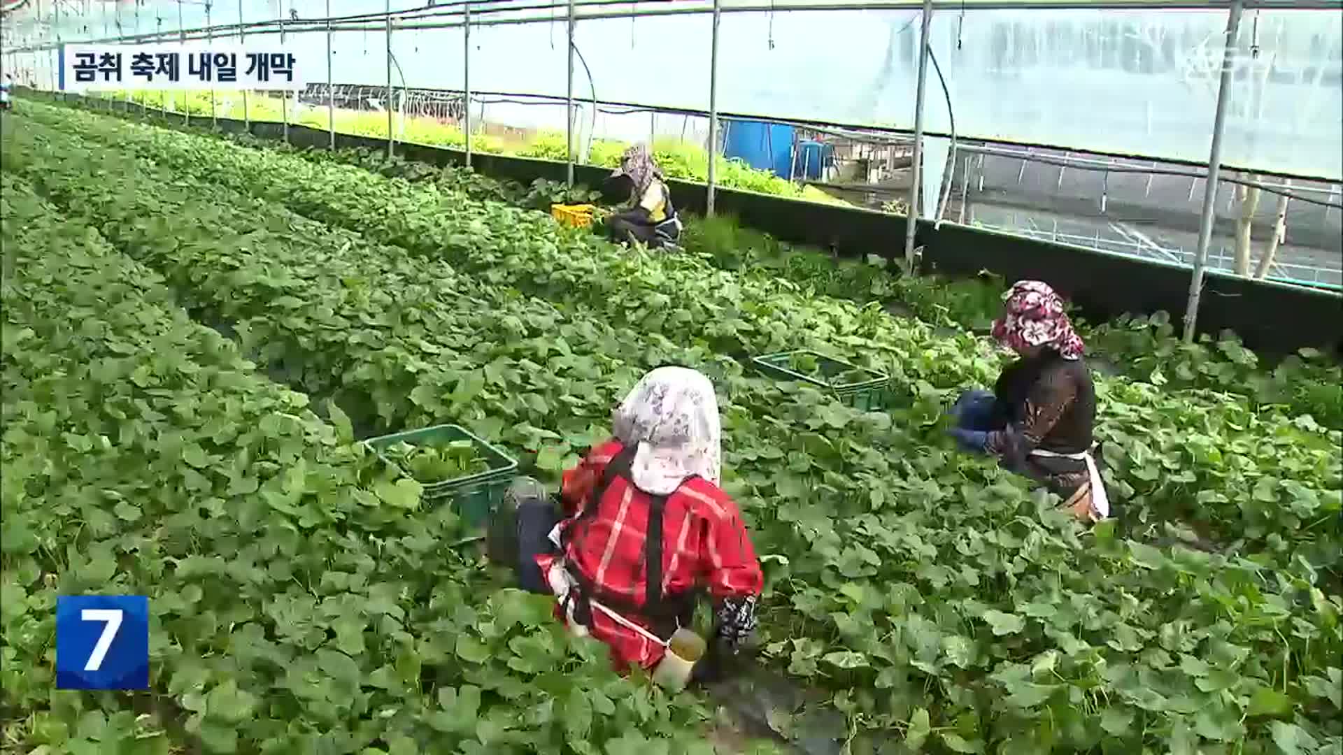 ‘향긋 쌉쌀’ 곰취 출하 본격…축제 내일 개막