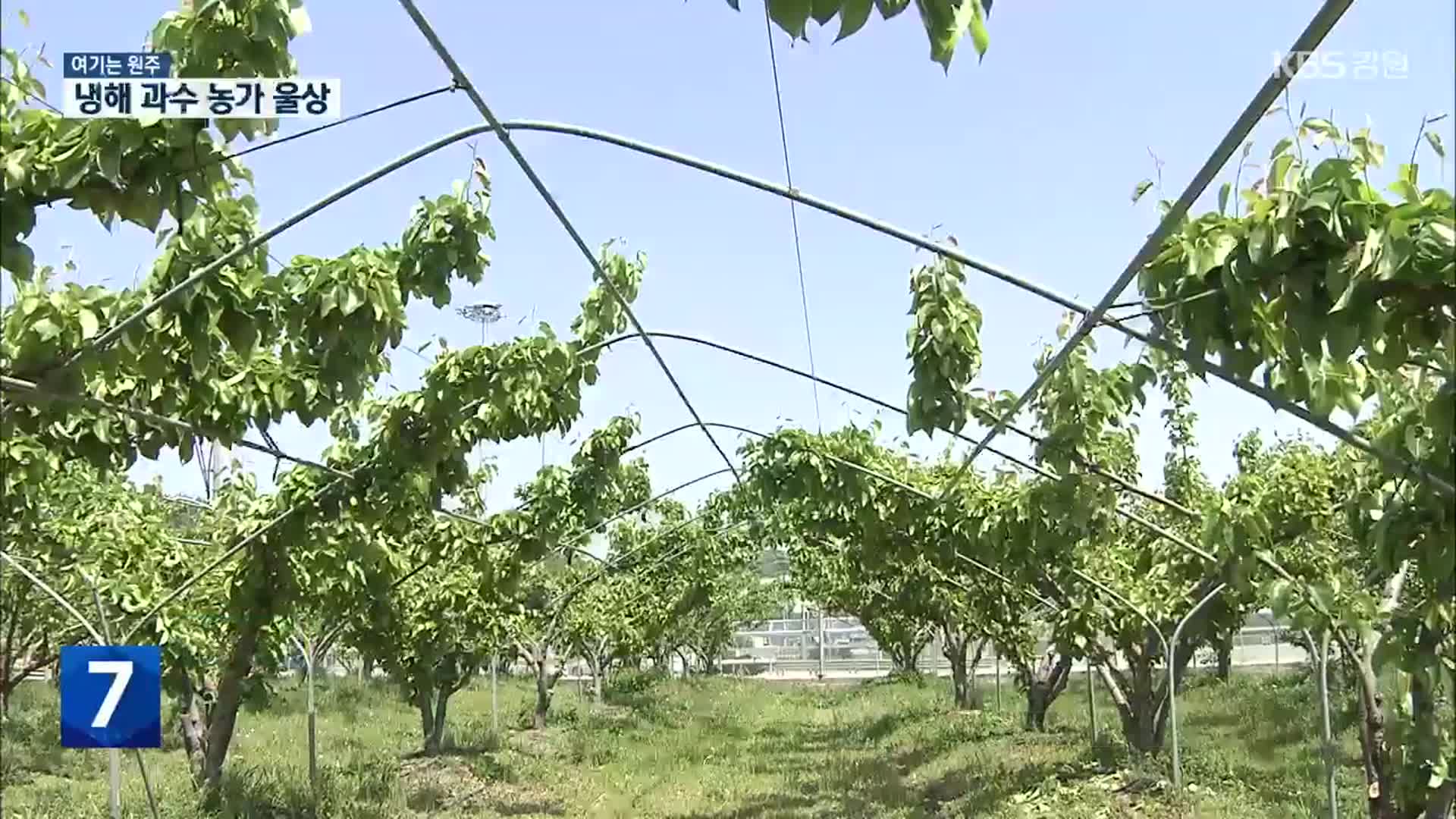 [여기는 원주] 봄철 이상저온 피해…과수농가 울상