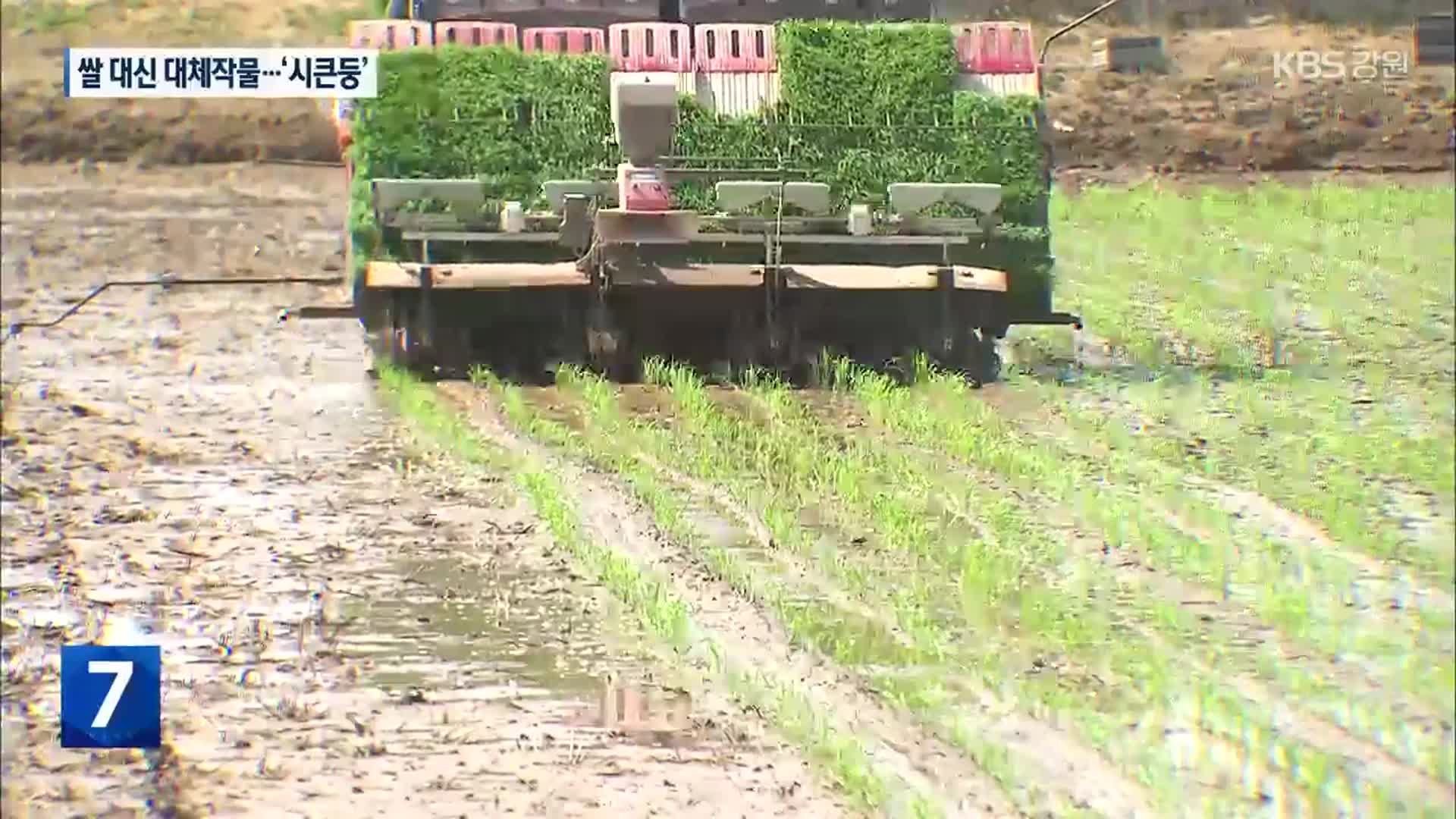 쌀 대신 대체작물?…농민은 ‘시큰둥’