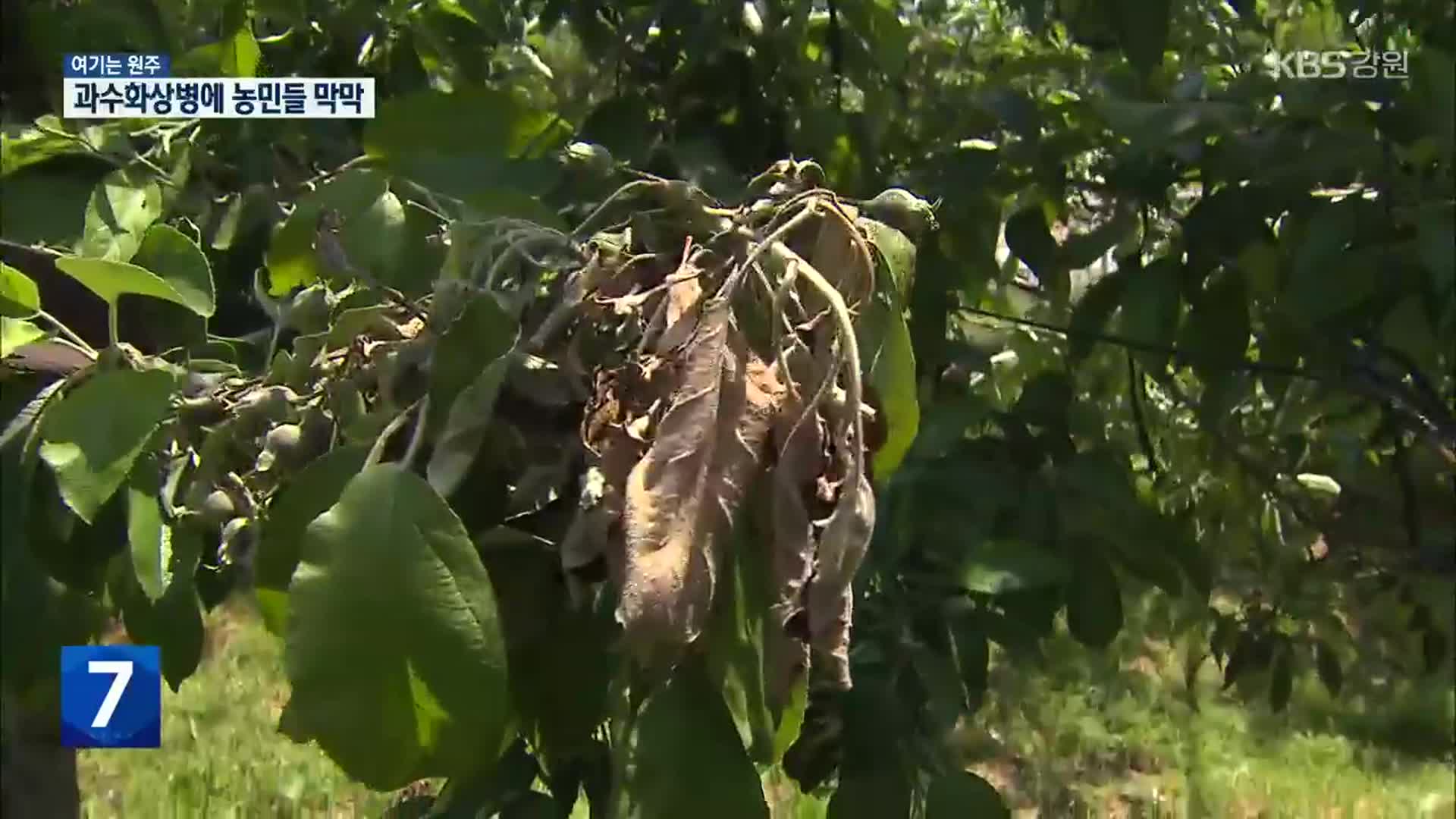 [여기는 원주] 원주서 강원도 첫 과수화상병…농민들 막막