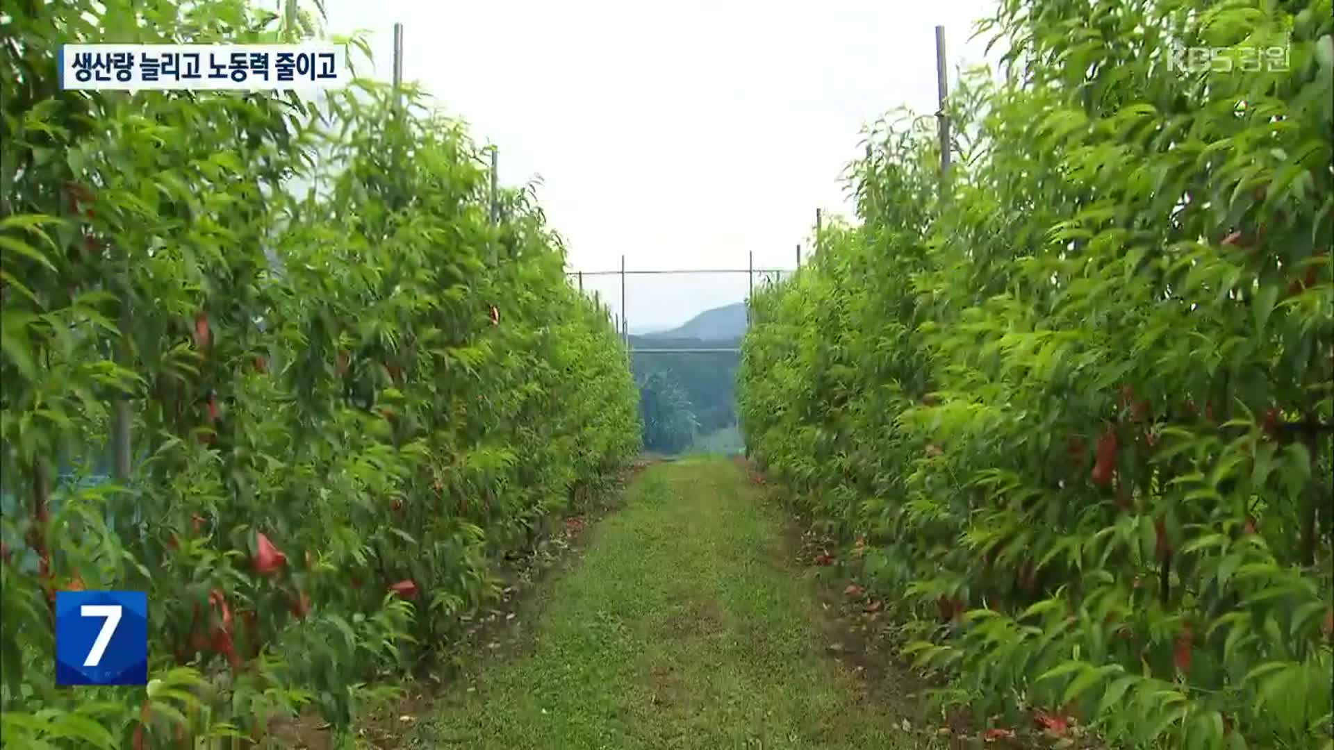 ‘다축 평면형 복숭아’ 전국 최초 개발…수확량 3배