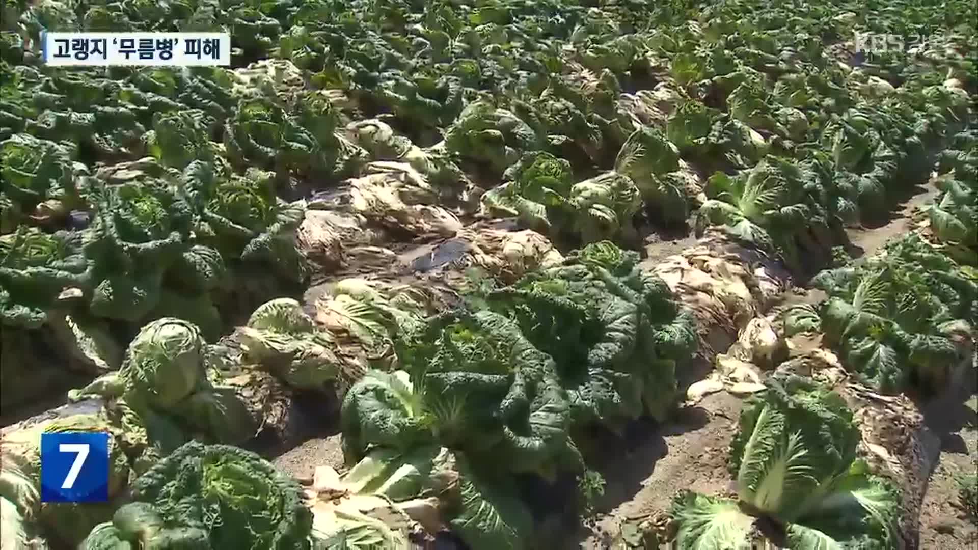 장마 뒤 폭염에 고랭지 채소 ‘무름병’ 비상