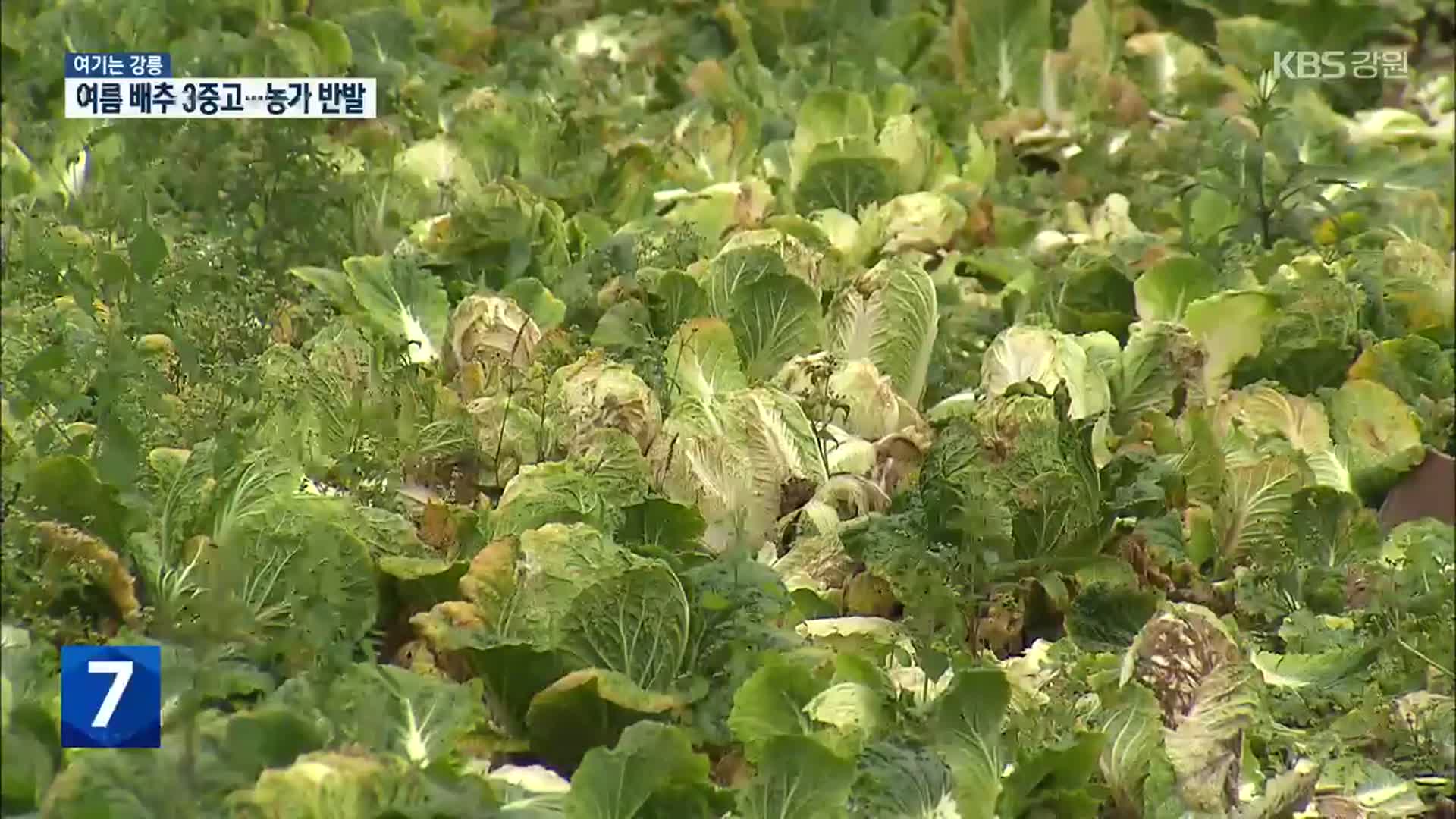 [여기는 강릉] 흉작에 수급 조절까지…위기의 배추 농사