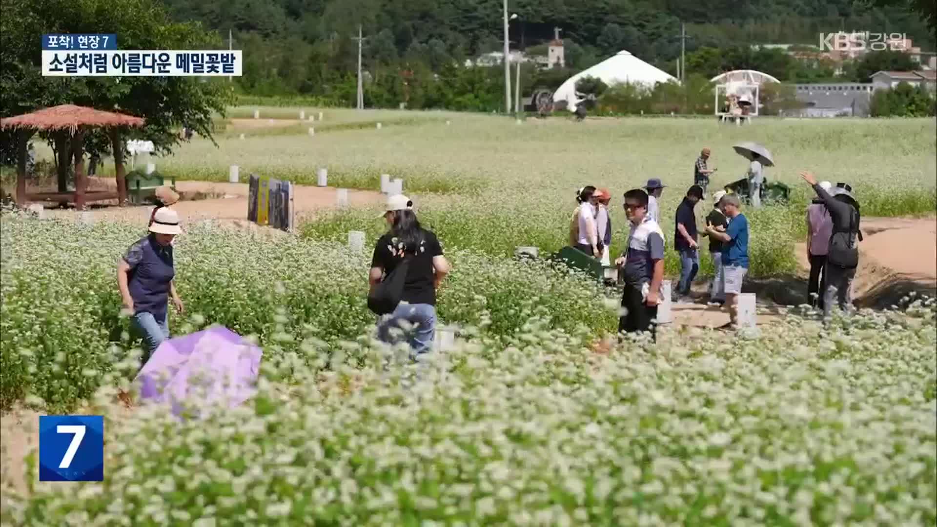 [포착! 현장7] 메밀향 가득한 평창 효석문화제