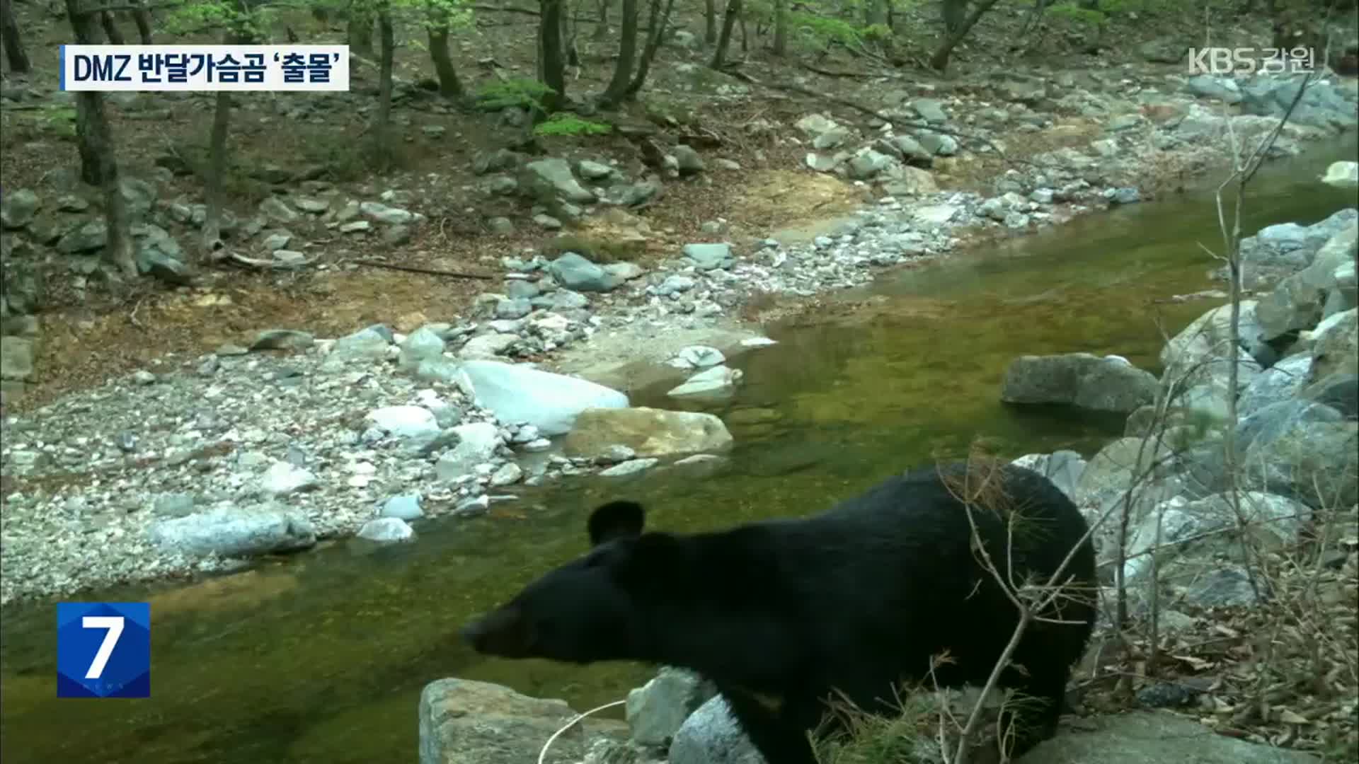 DMZ 반달가슴곰 ‘출몰’…군 ‘퇴치 스프레이’ 지급