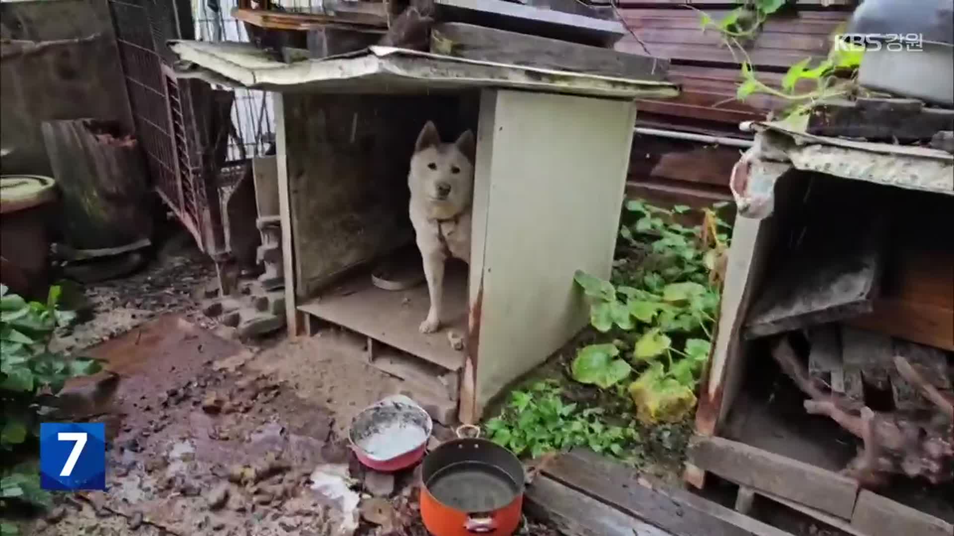 도견장서 구조된 개, 다시 도견장 전 직원에게 입양