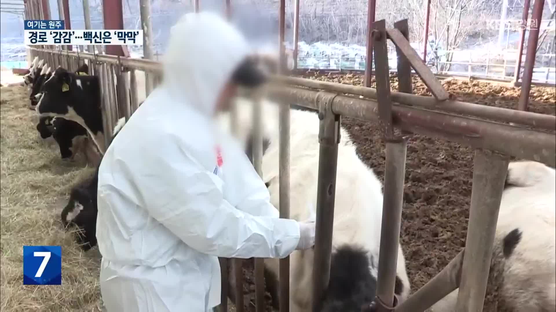 [여기는 원주] 감염 경로는 ‘감감’ 백신 접종은 ‘막막’…농가 근심