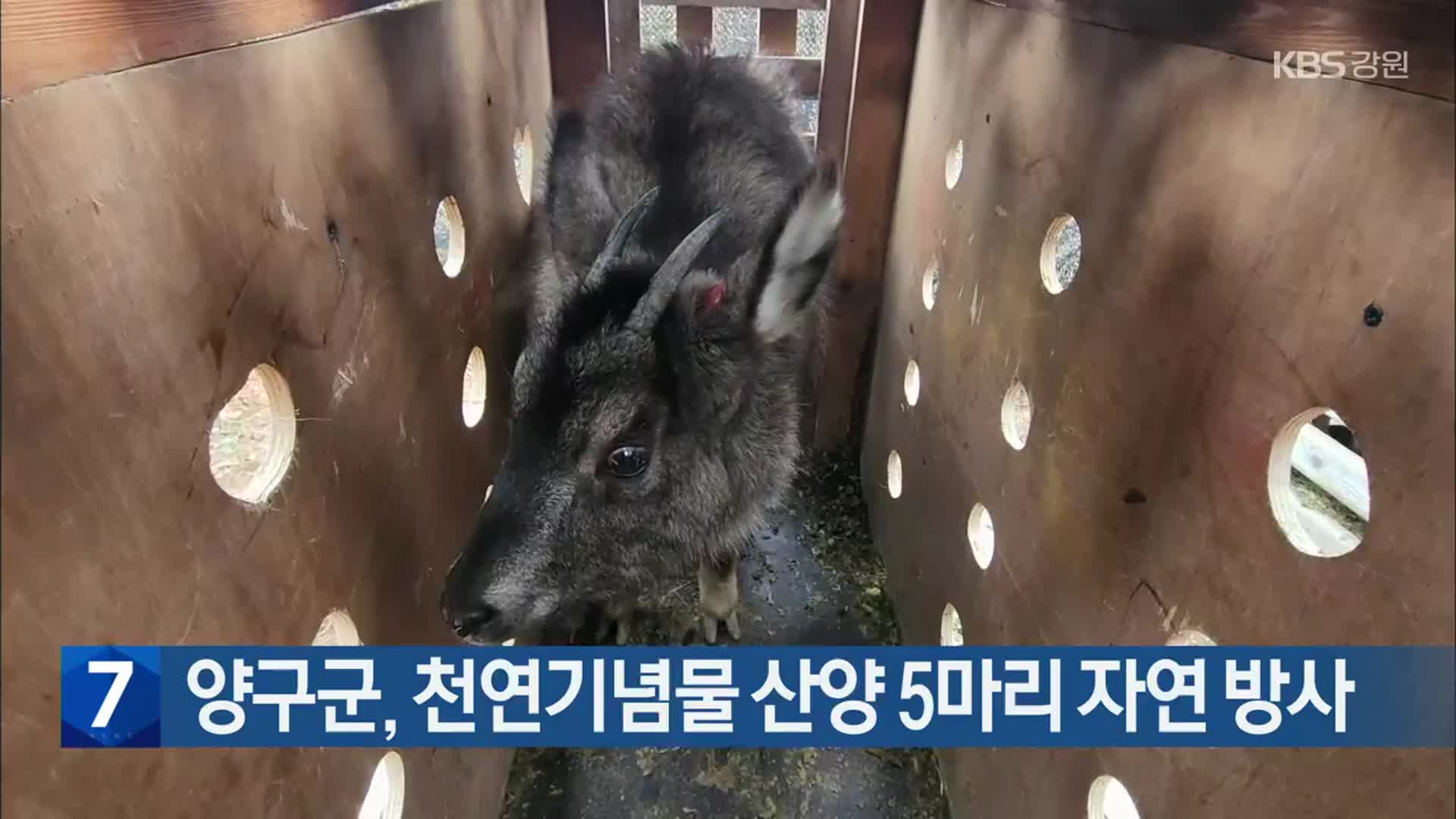 [간추린 소식] 양구군, 천연기념물 산양 5마리 자연 방사 외