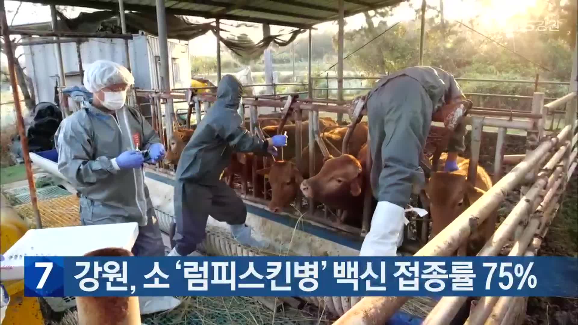 강원, 소 ‘럼피스킨병’ 백신 접종률 75%