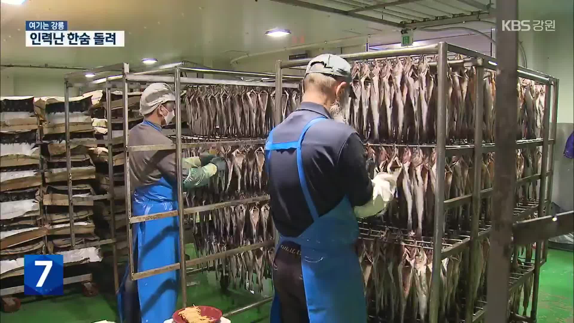 [여기는 강릉] 인력난 명태 가공업…외국인 계절근로자로 한숨 돌렸지만