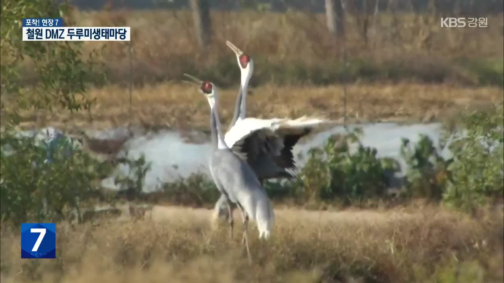 [포착! 현장7] 철원 DMZ 두루미생태마당 현장을 가다!