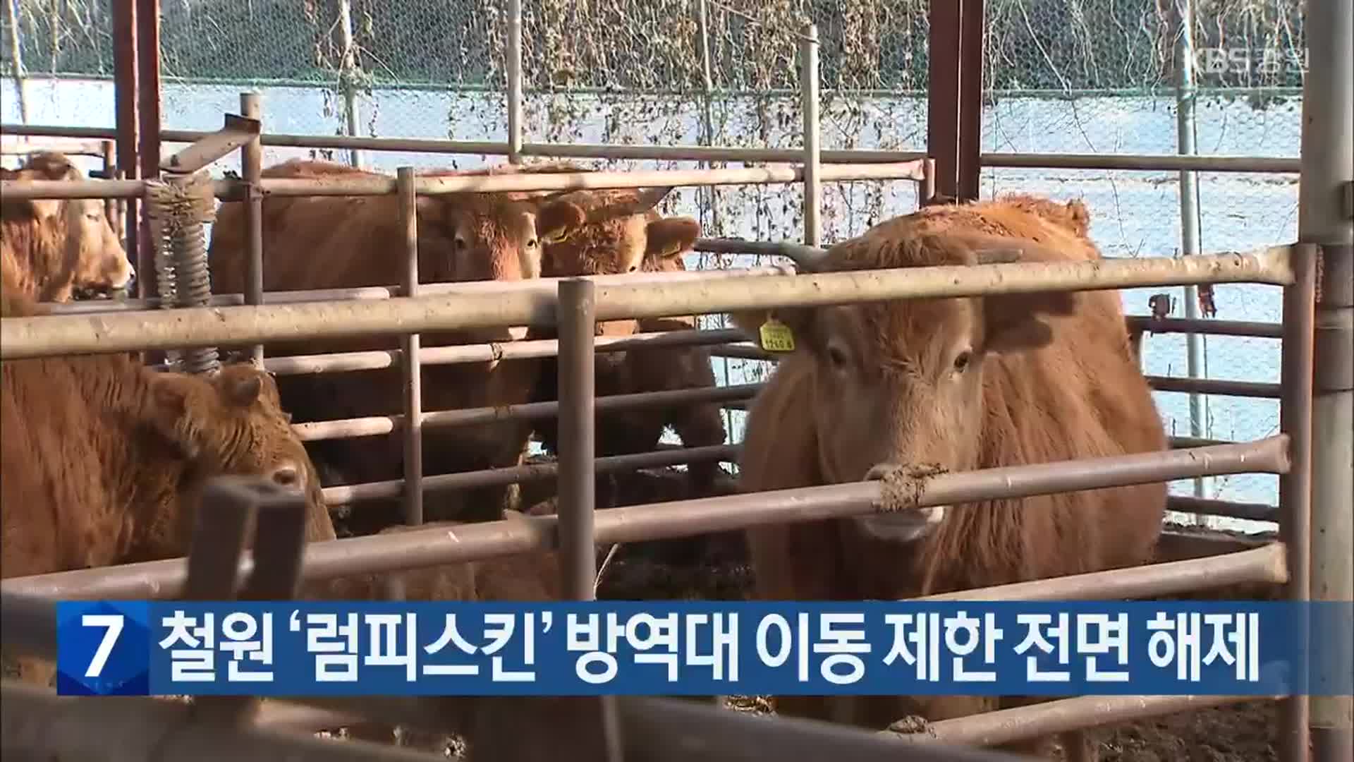 철원 ‘럼피스킨’ 방역대 이동 제한 전면 해제