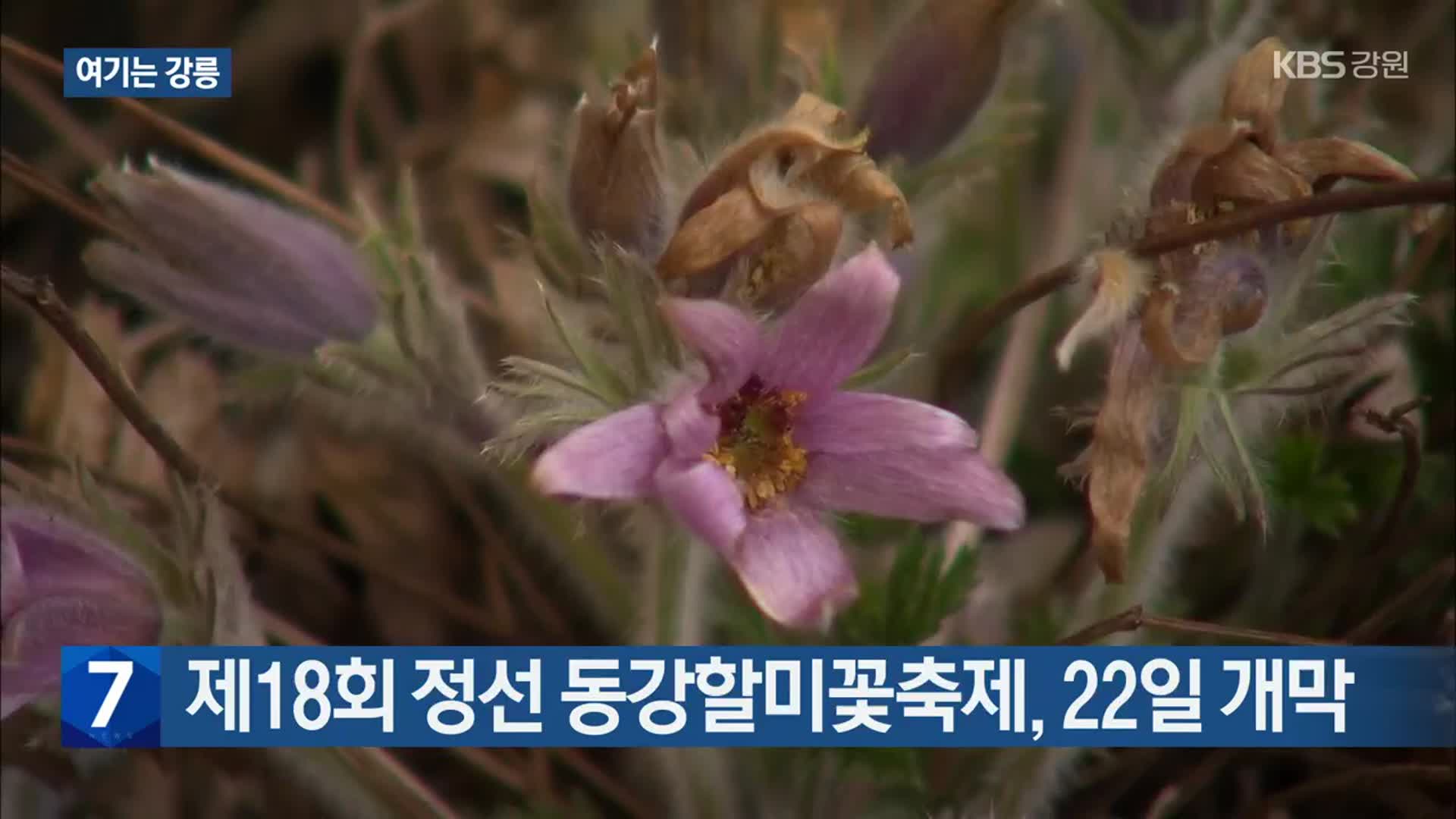 [여기는 강릉] 제18회 정선 동강할미꽃축제, 22일 개막 외