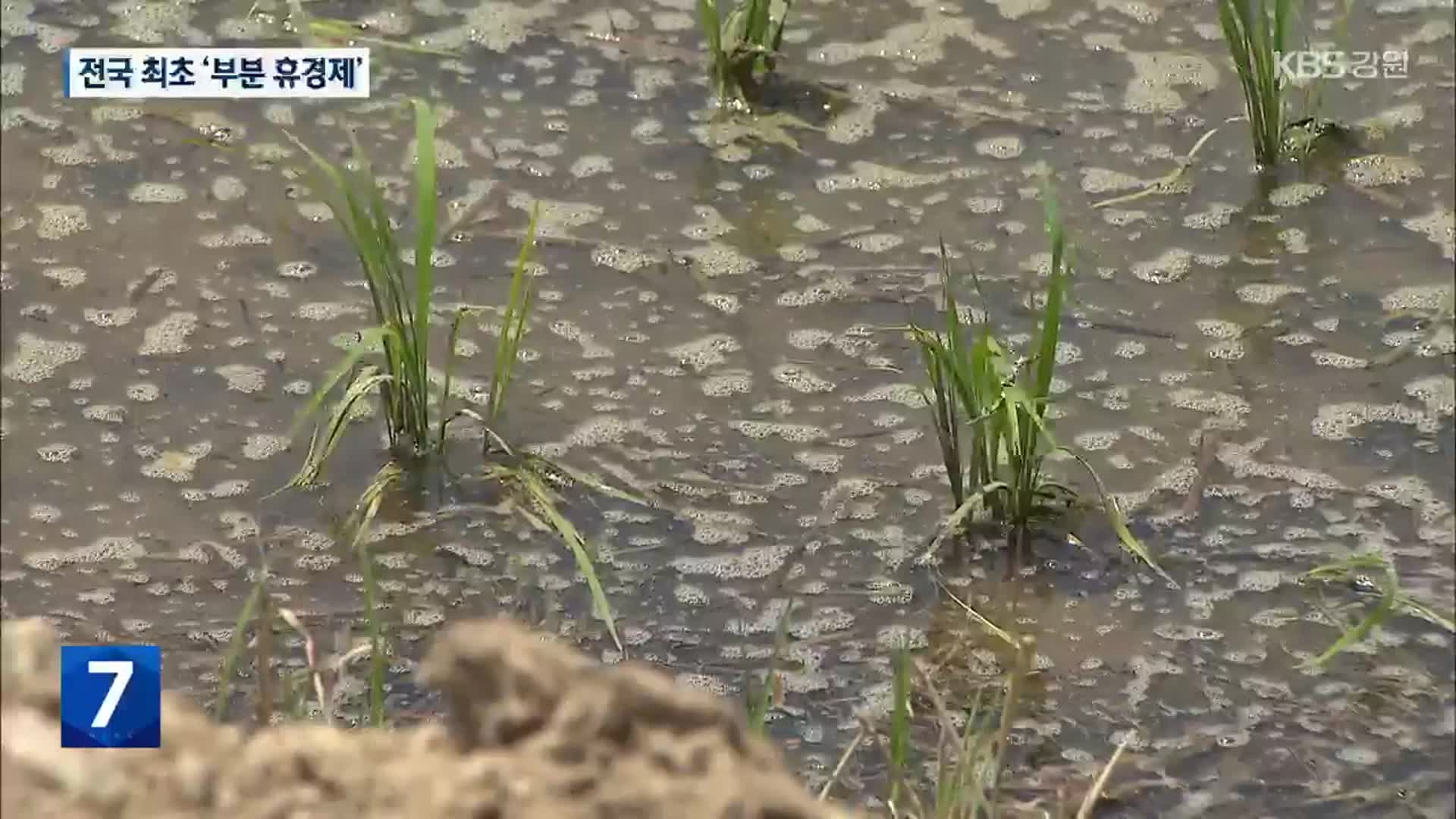 [집중취재] 전국 최초 ‘부분 휴경제’ 도입…철원군, 벼 감산 기대