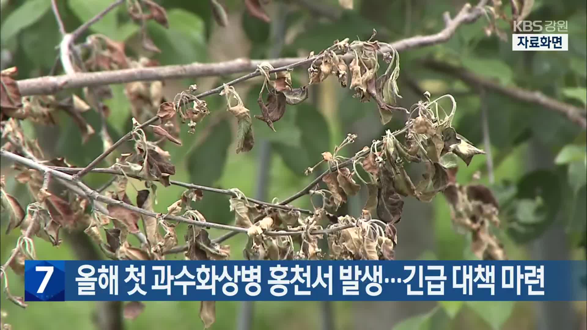 [간추린 소식] 올해 첫 과수화상병 홍천서 발생…긴급 대책 마련 외