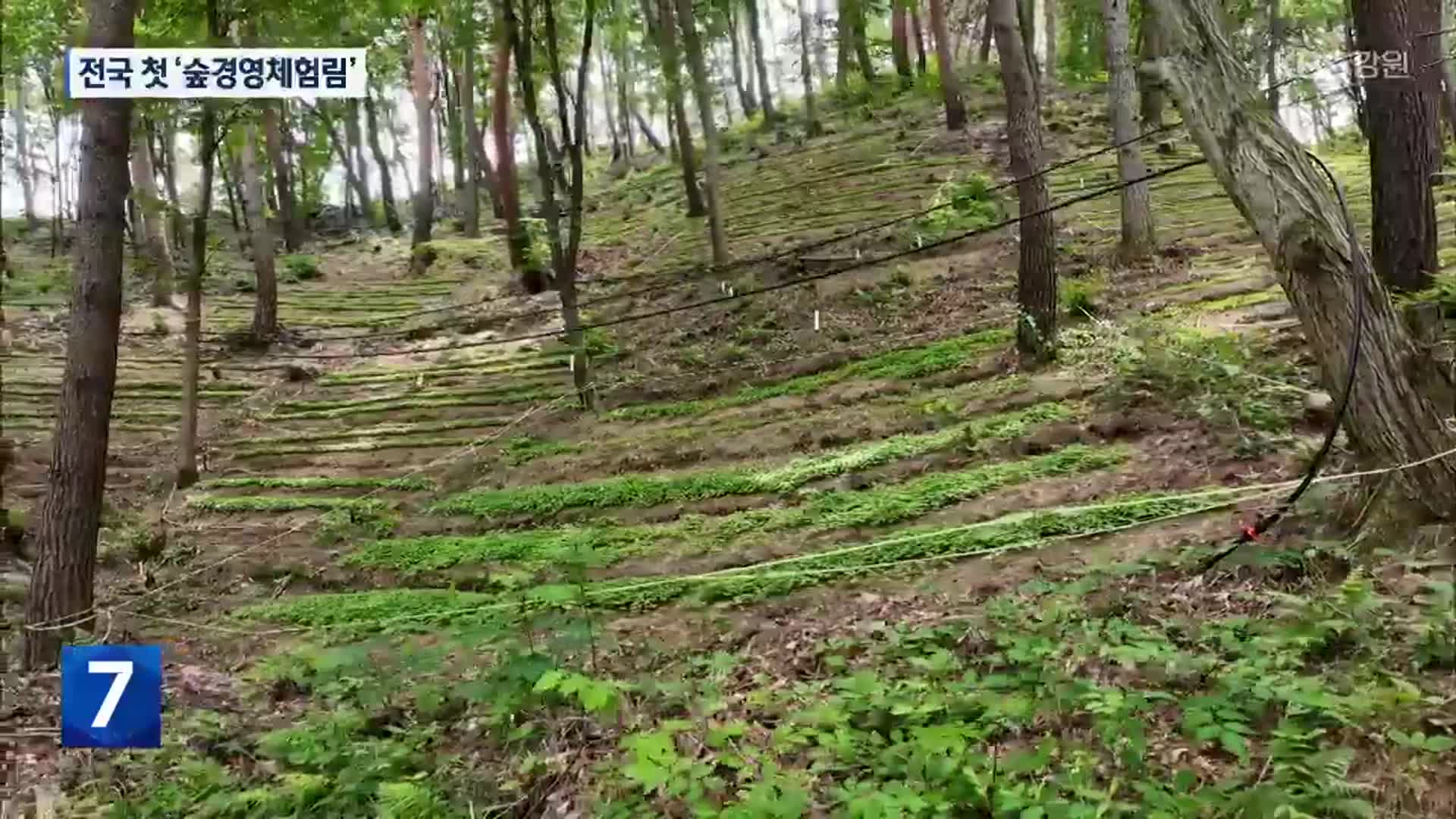 바라만 보던 ‘보전산지’, 소득원으로 변신…전국 첫 ‘숲경영체험림’ 조성