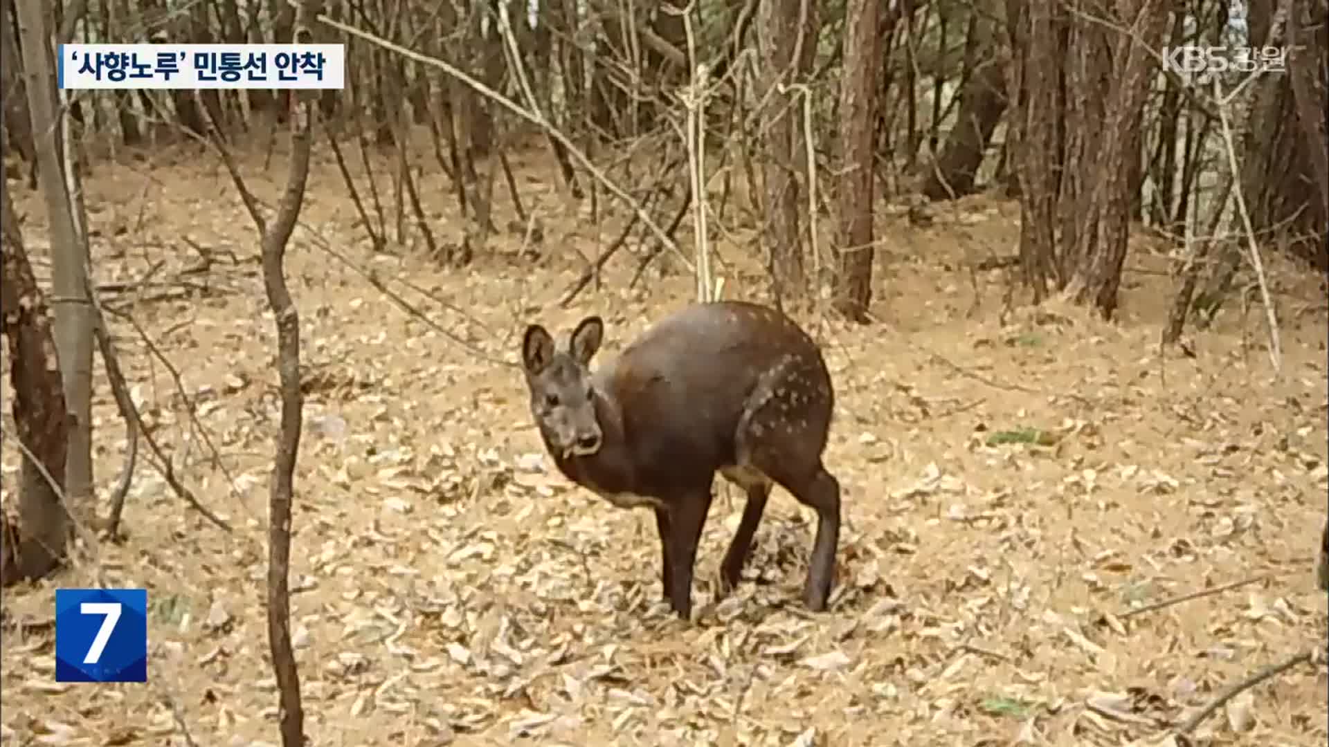 멸종 위기 사향노루, 민통선 내 고정 서식지 확인