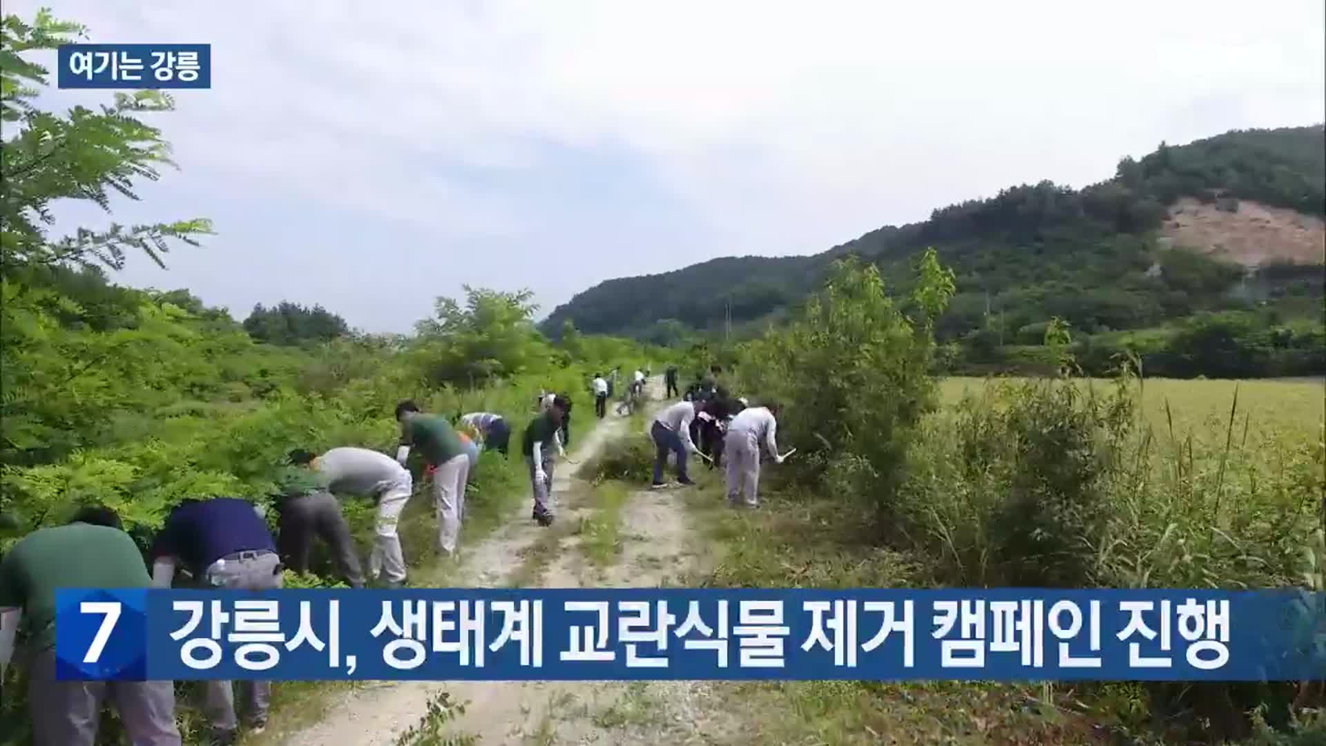 [여기는 강릉] 강릉시, 생태계 교란식물 제거 캠페인 진행 외