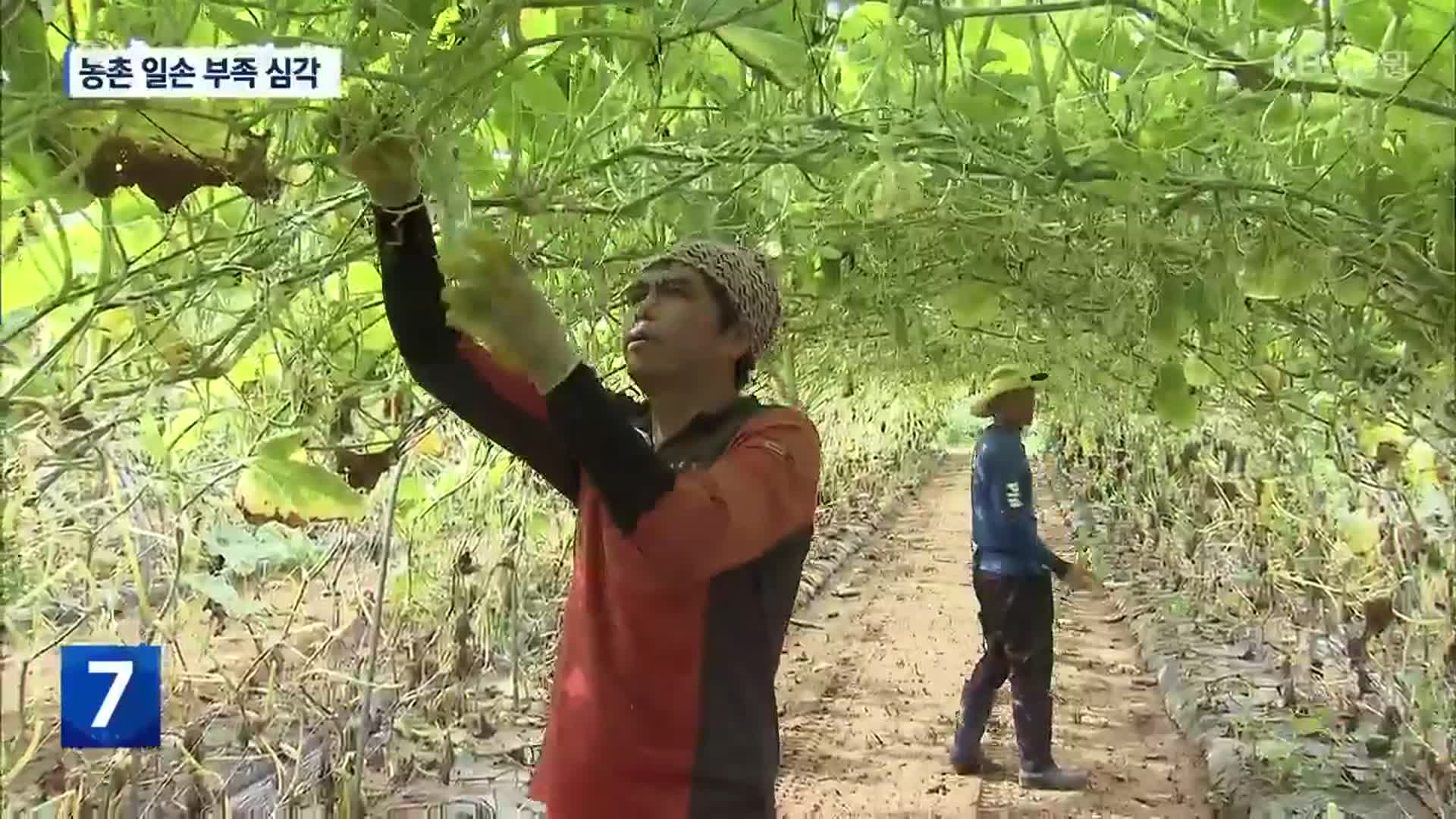 농촌 일손 부족, “10년에 12배 악화…대책 서둘러야”