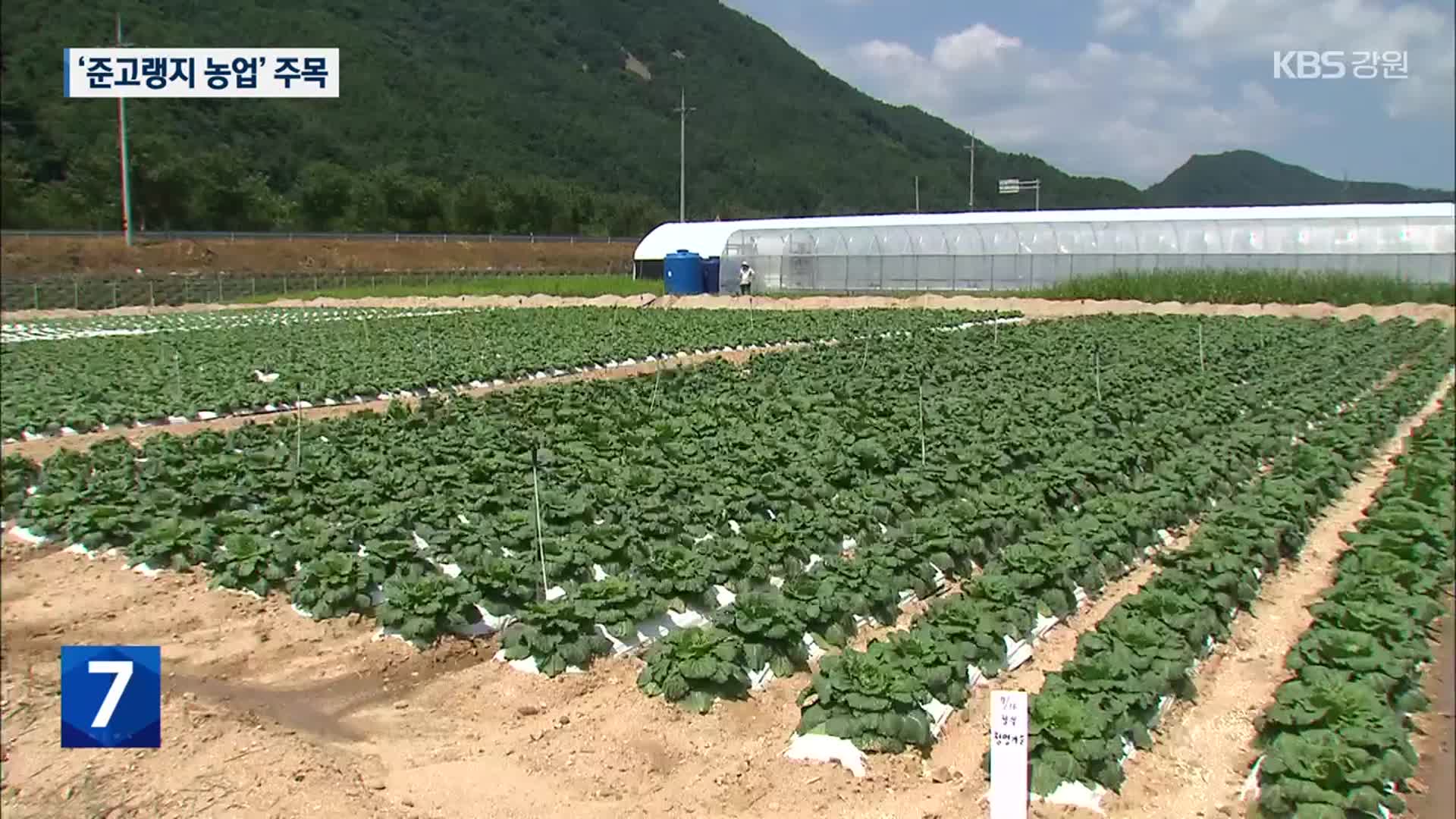 폭염에 신음하는 ‘고랭지 농업’…준고랭지로 활로 모색