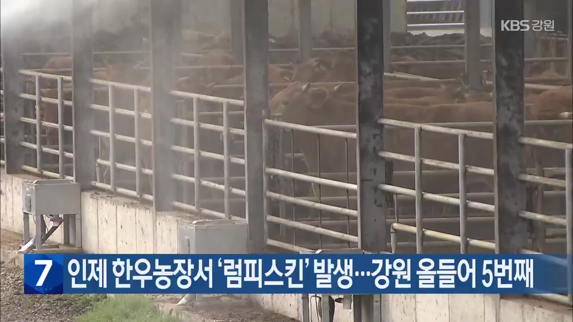 인제 한우농장서 ‘럼피스킨’ 발생…강원 올들어 5번째