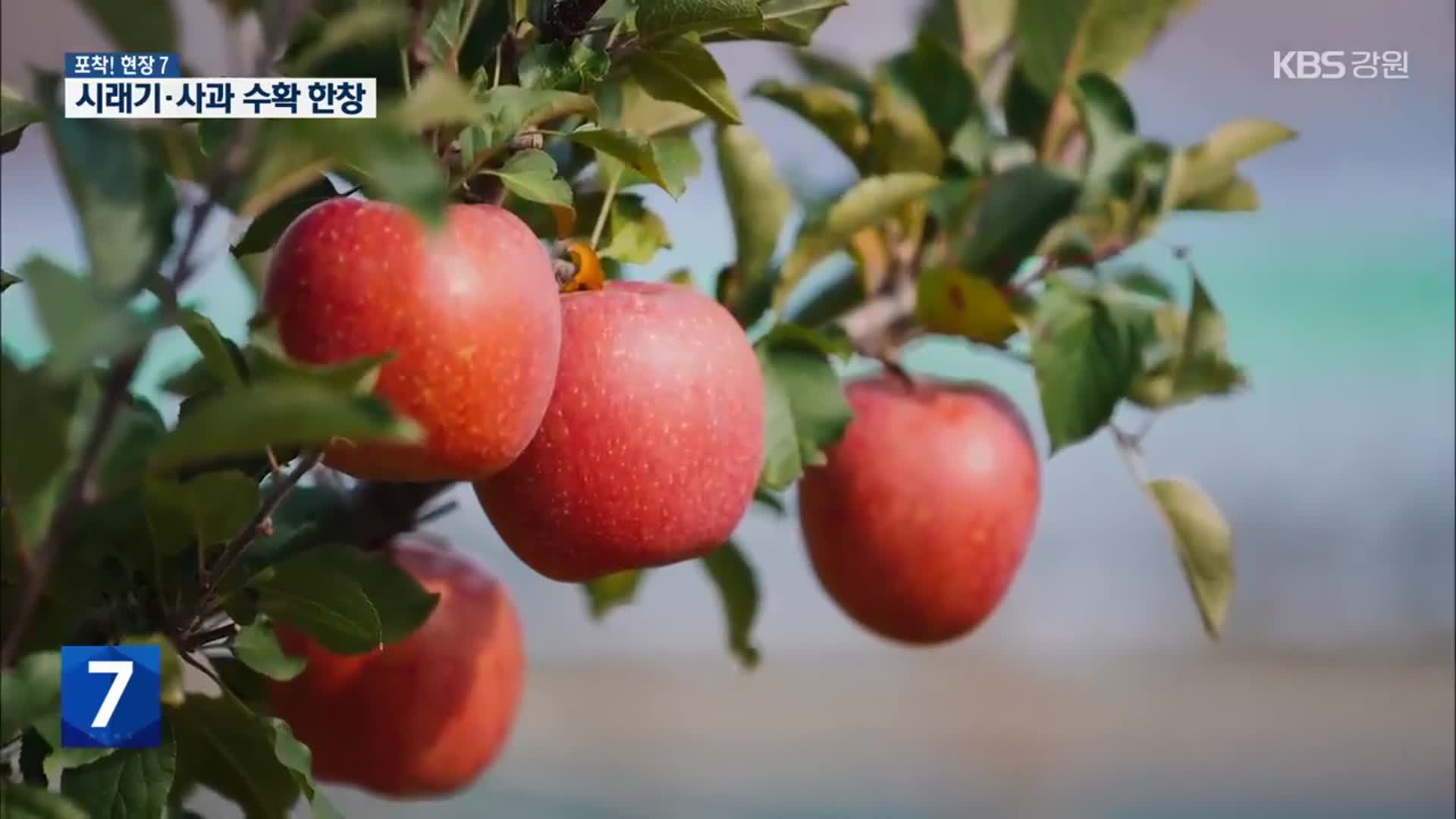 [포착! 현장7] 겨울의 문턱에서 만난 시래기와 사과