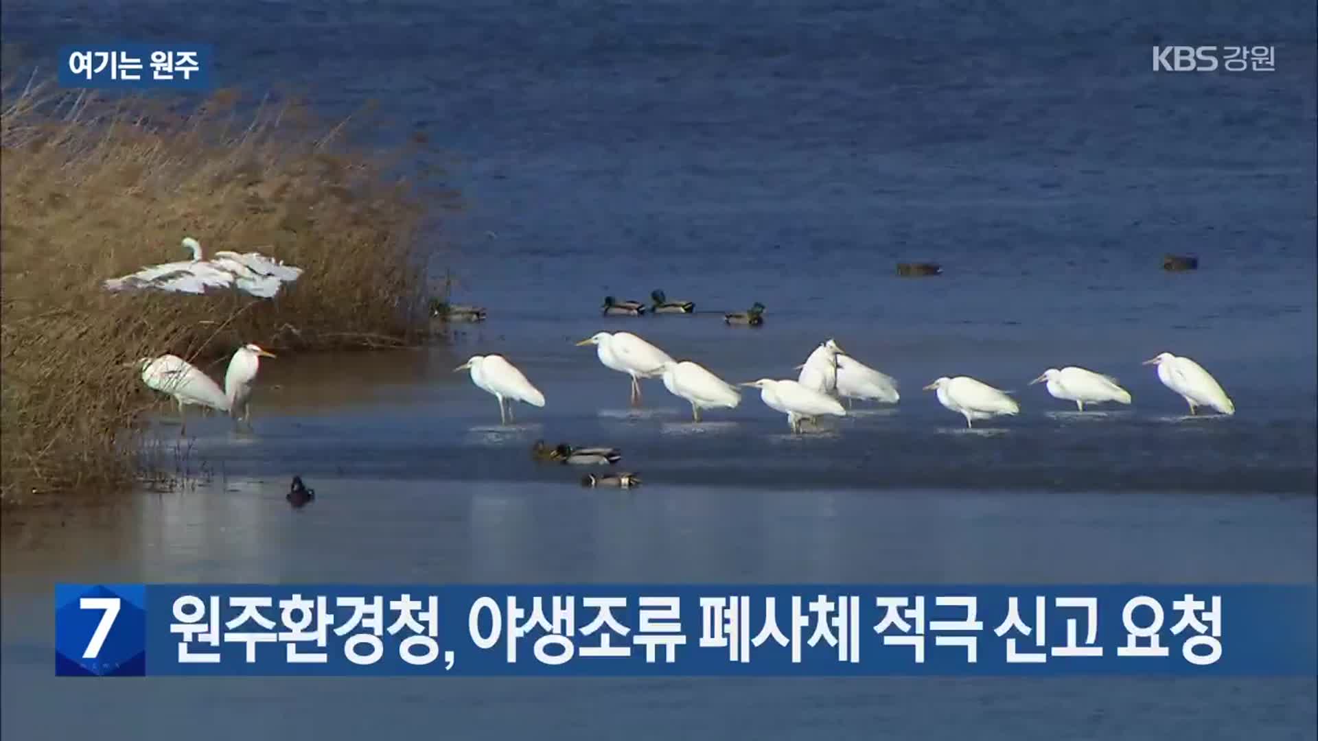 [여기는 원주] 원주환경청, 야생조류 폐사체 적극 신고 요청 외