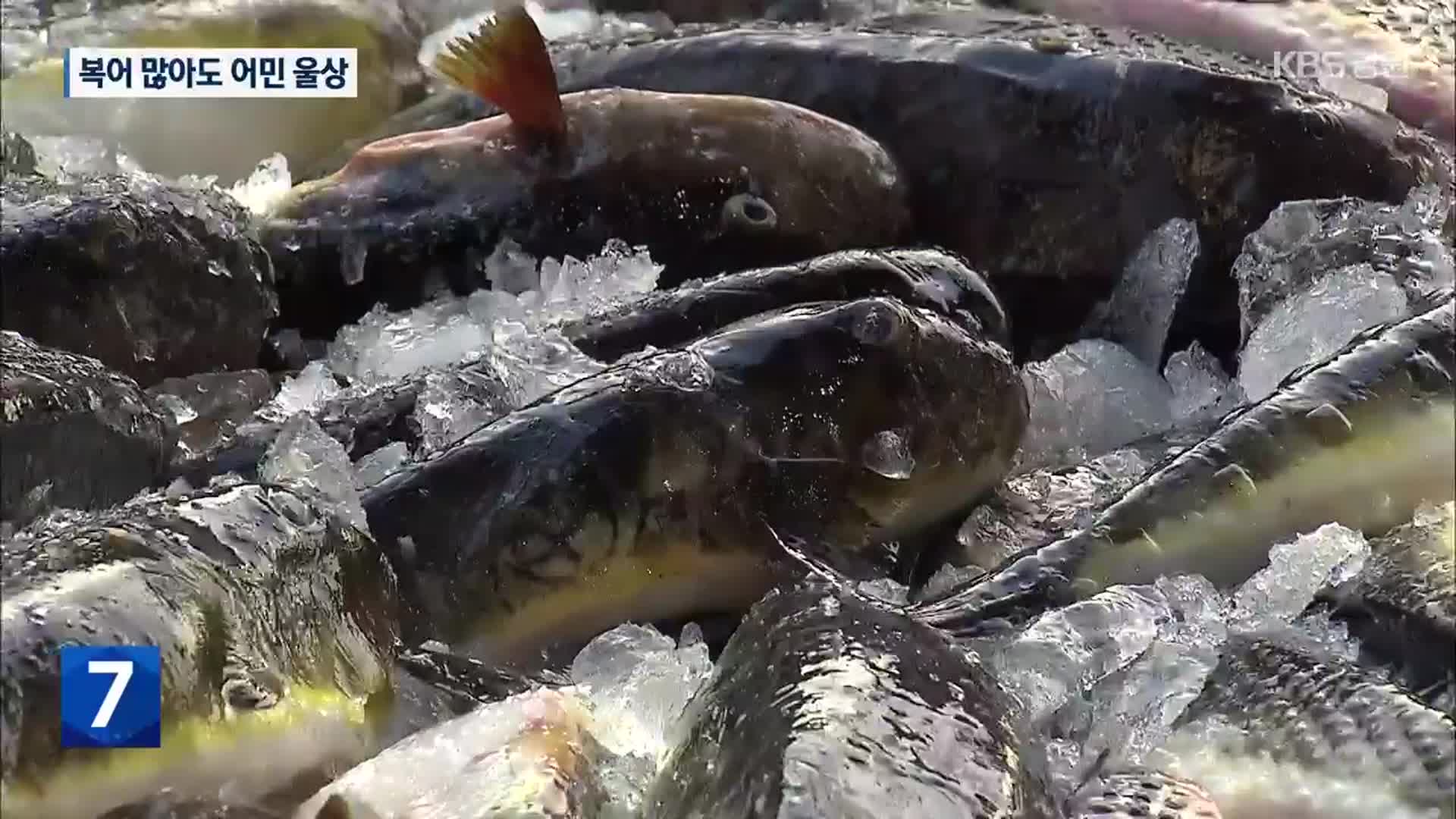 복어 잡는 ‘오징어 배’…어획량 늘어도 울상