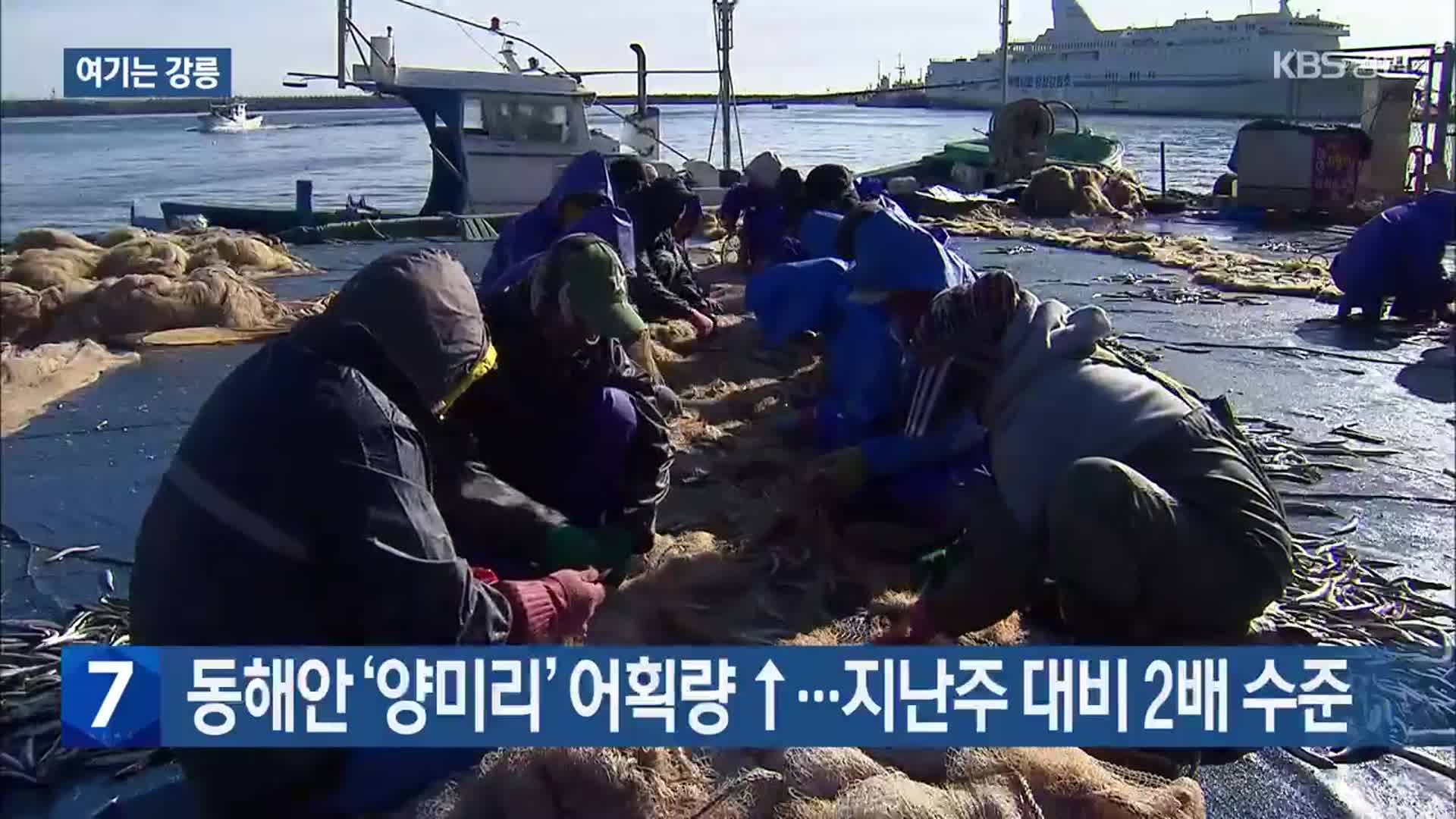 [여기는 강릉] 동해안 ‘양미리’ 어획량 ↑…지난주 대비 2배 수준 외
