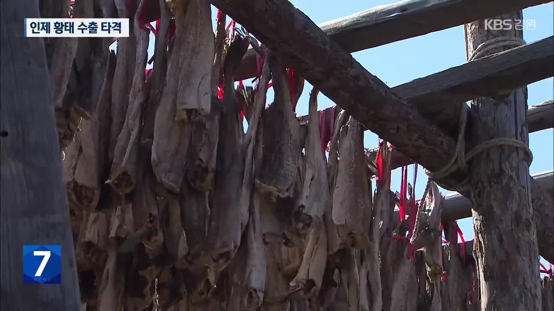 우크라이나 전쟁 여파 ‘황태 수출 1/10 토막’