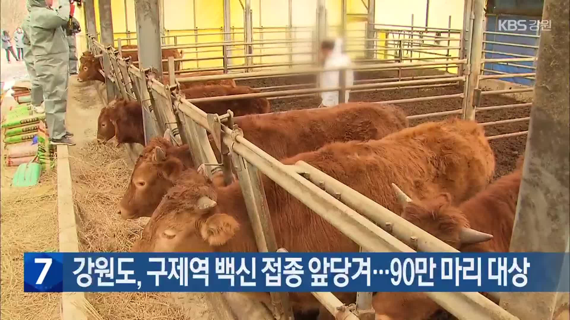 강원도, 구제역 백신 접종 앞당겨…90만 마리 대상