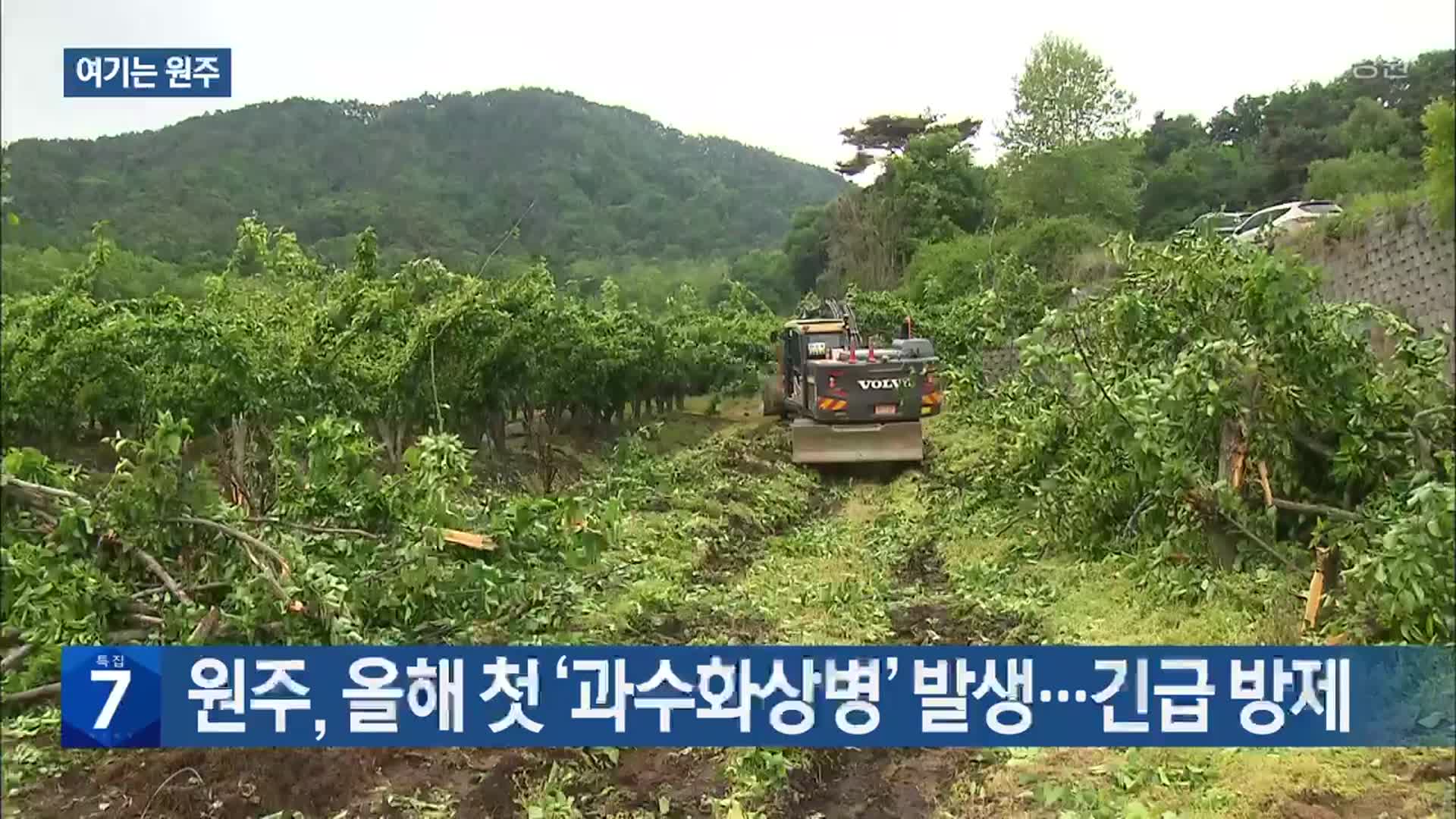 [여기는 원주] 원주, 올해 첫 ‘과수화상병’ 발생…긴급 방제 외