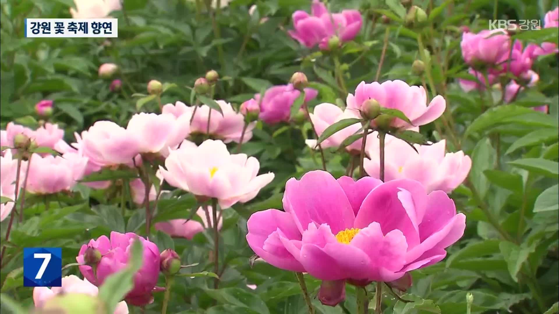 폐광지 주민이 가꾼 천만 송이 작약…강원 꽃 축제 향연