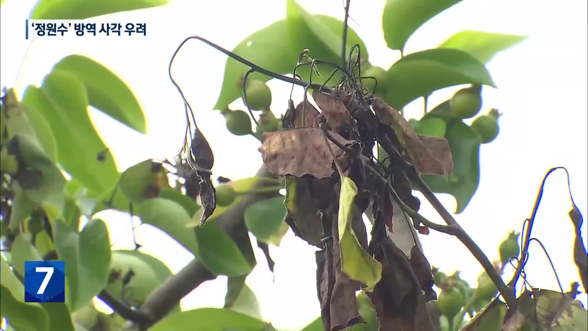 ‘과수화상병’ 확산하는데…‘정원수’ 방역 사각